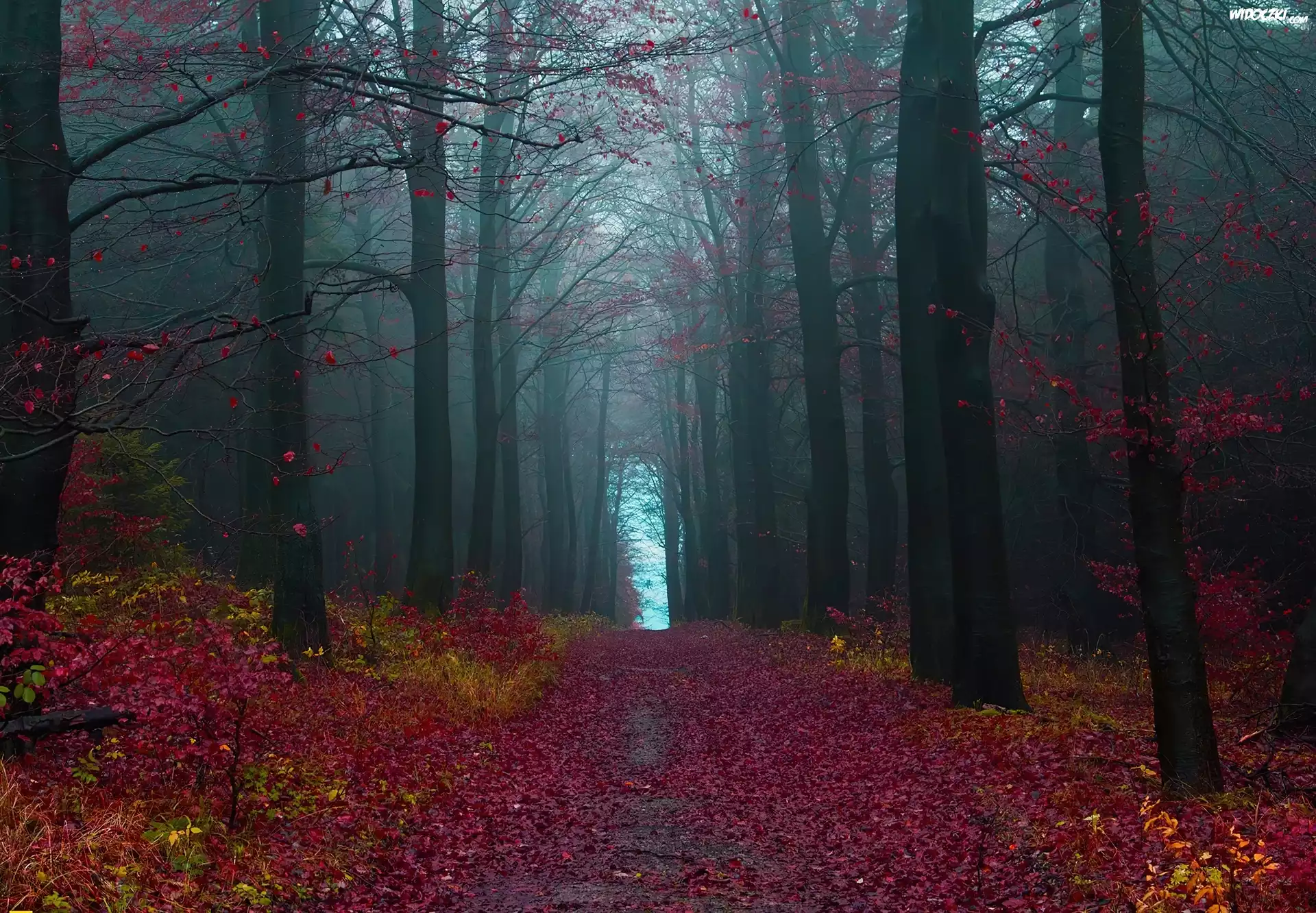 Kolorowy, Las, Mgła