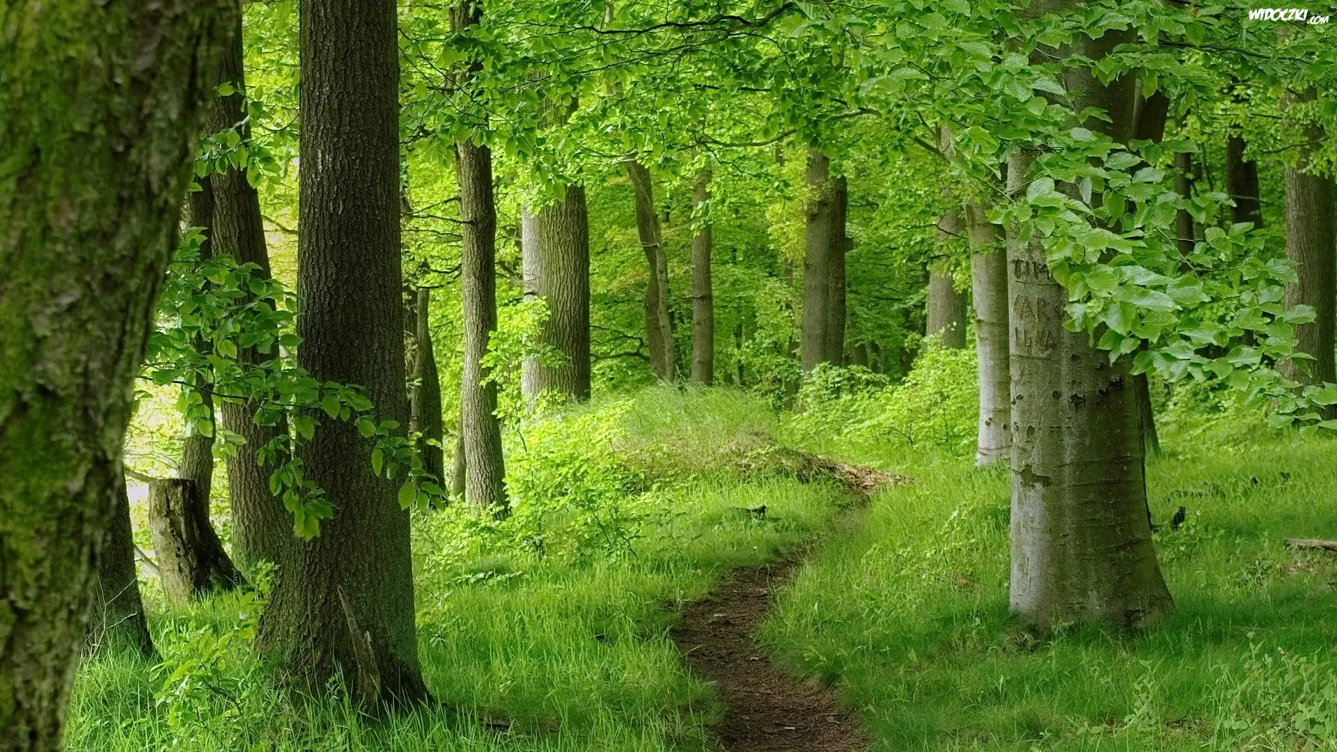 Las, Ścieżka, Drzewa, Krzewy, Wiosna
