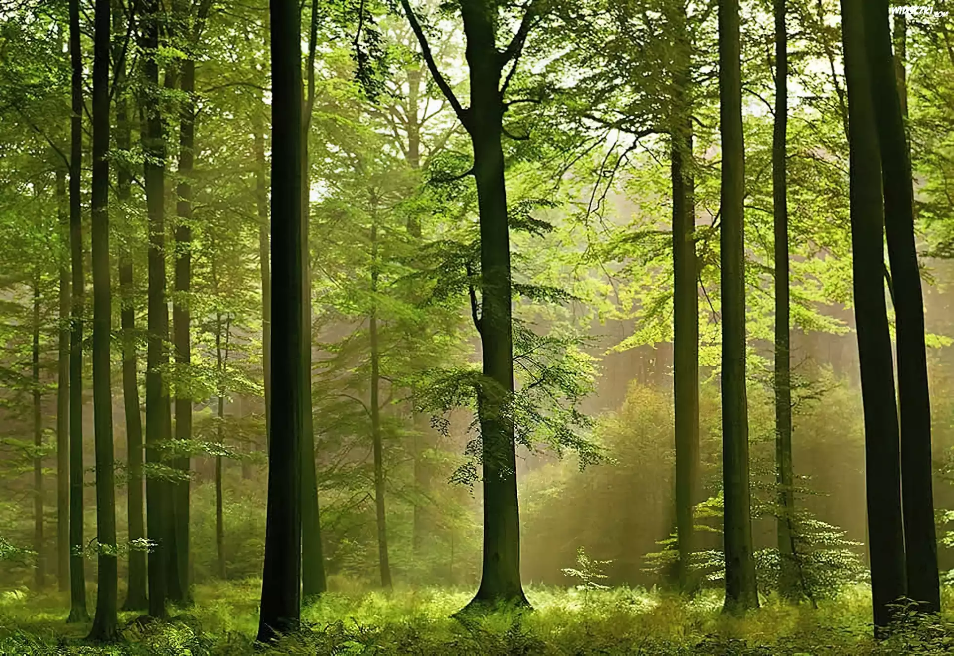 Las, Liściasty