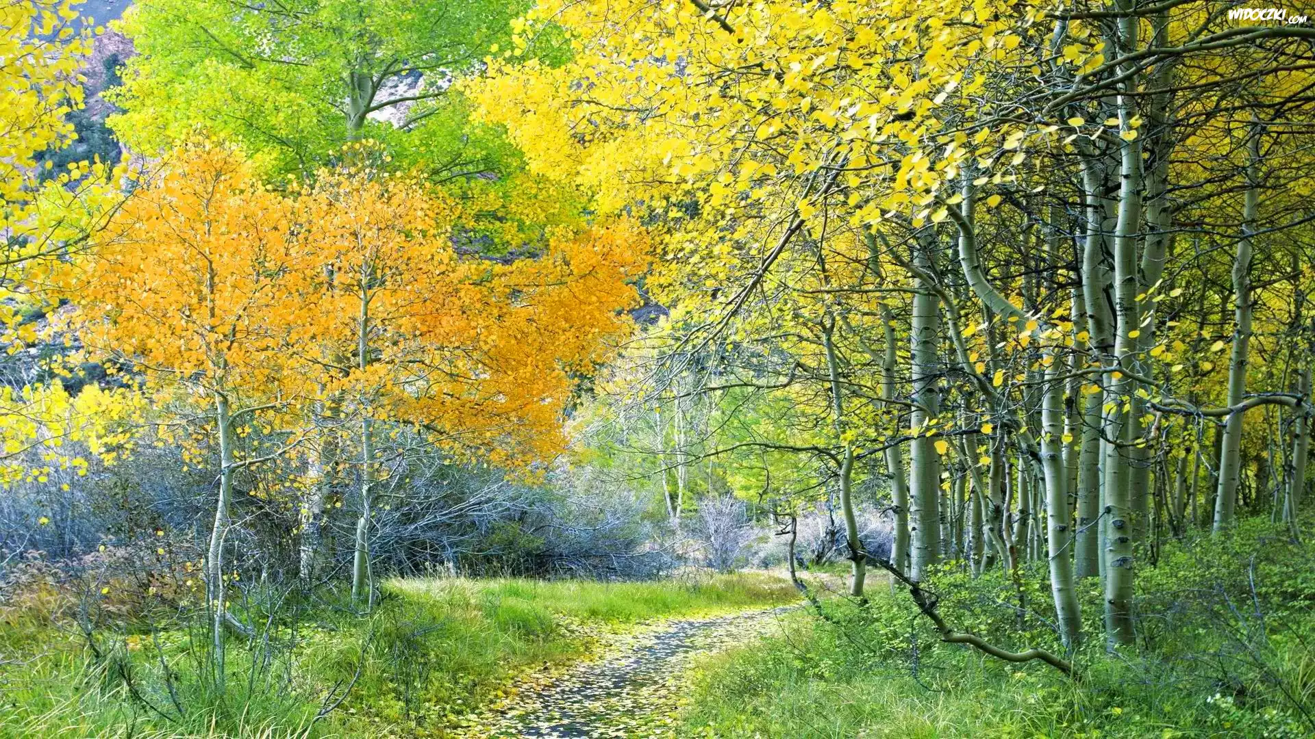Las, Ścieżka, Brzozy, Liście, Jesień