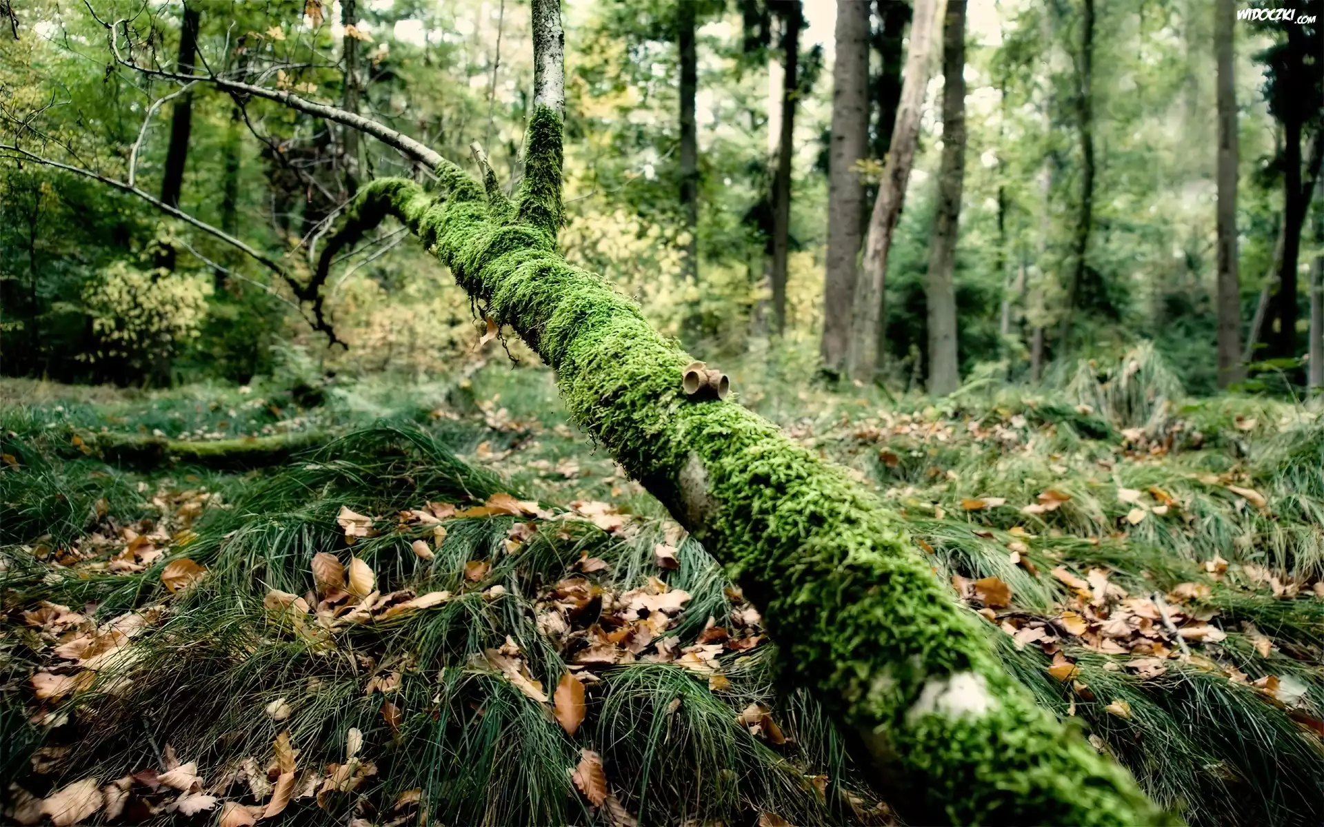 Las, Złamane, Drzewo, Mech, Liście, Trawa