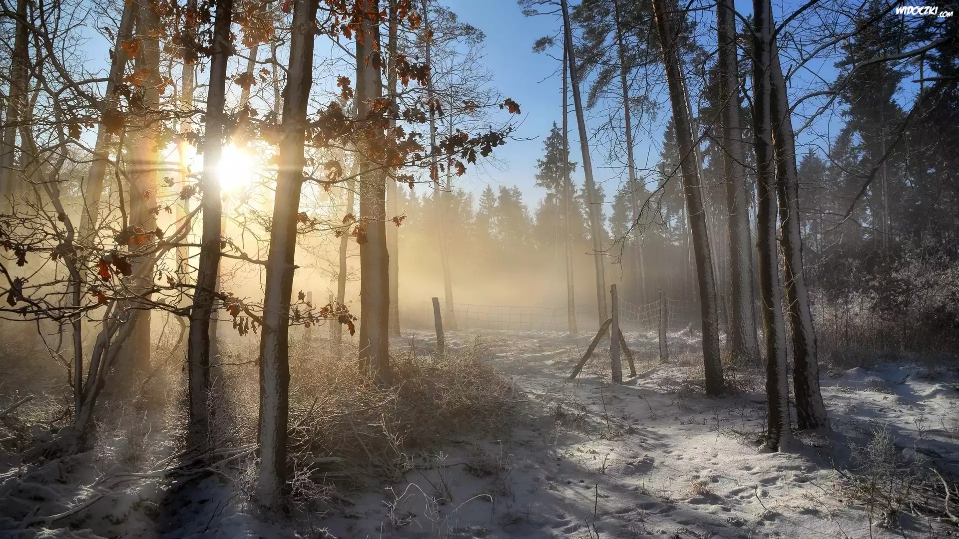 Las, Drzewa, Wschód słońca, Mgła, Śnieg