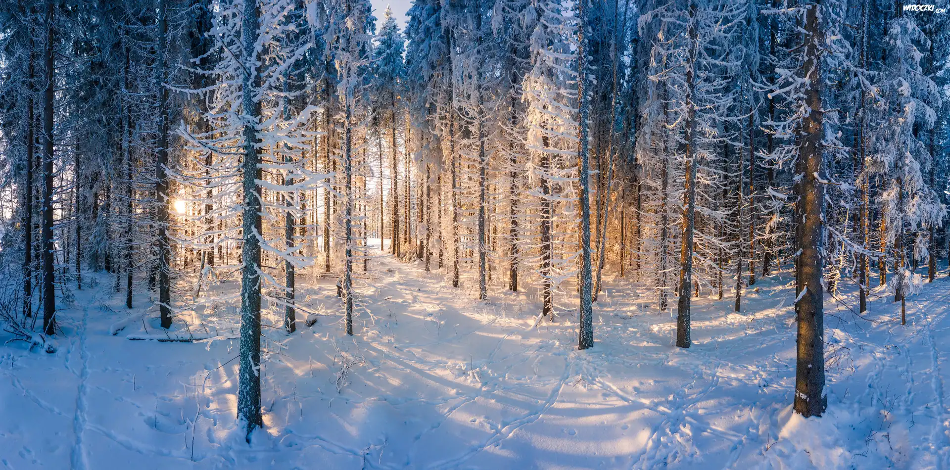 Las, Zima, Åšnieg, Drzewa