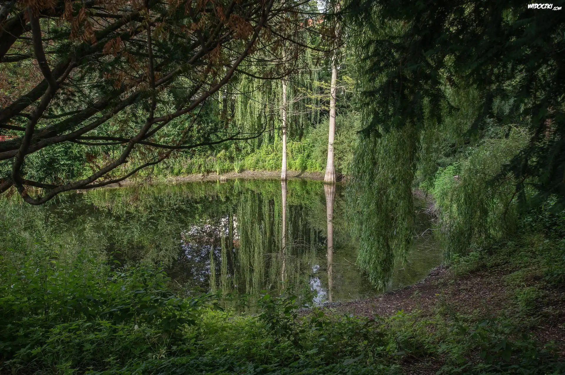 Las, Drzewa, Staw, Odbicie, Rośliny