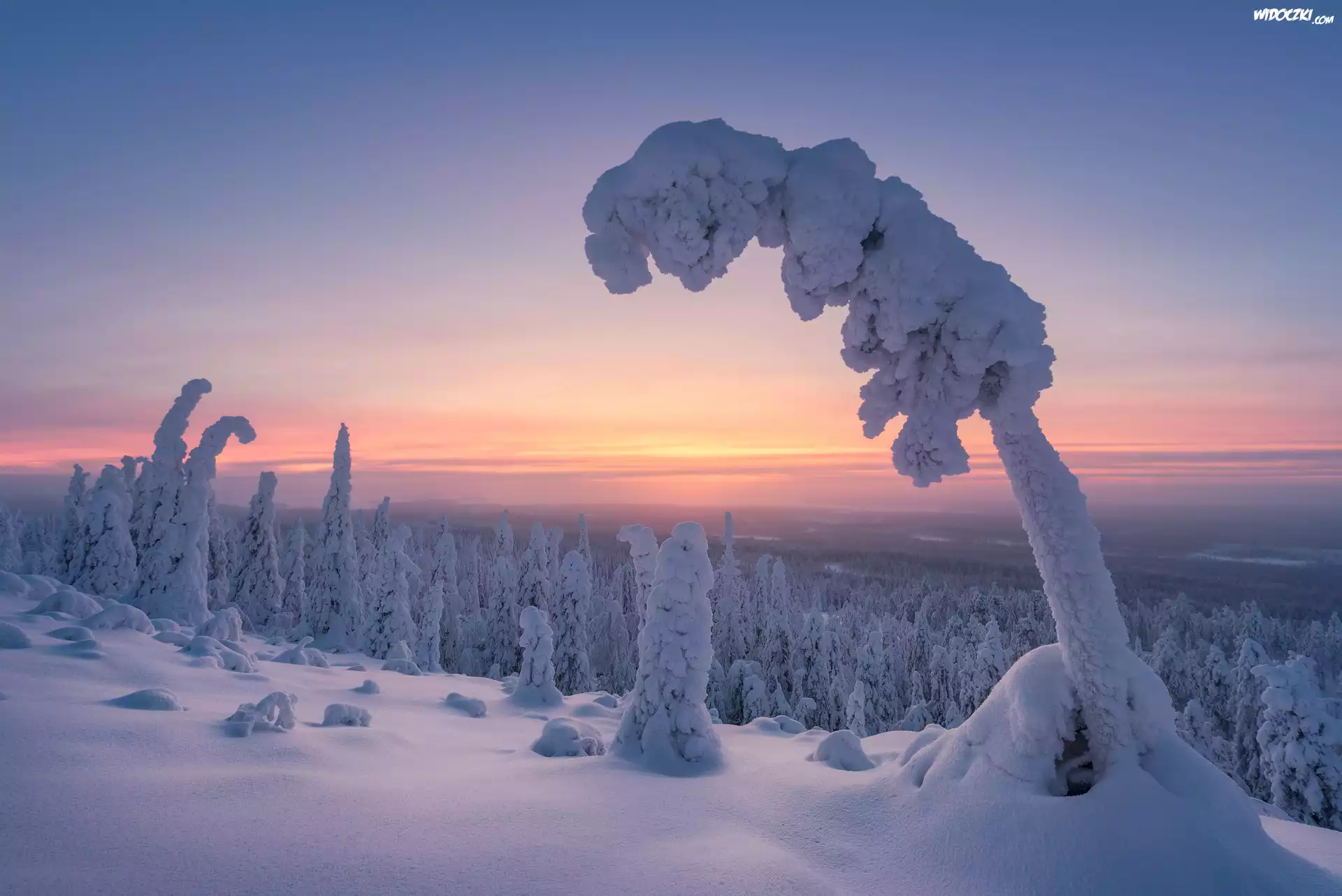 Park Narodowy Riisitunturi, Zima, Las, Ośnieżone, Drzewa, Wschód słońca, Gmina Posio, Laponia, Finlandia Finlandia