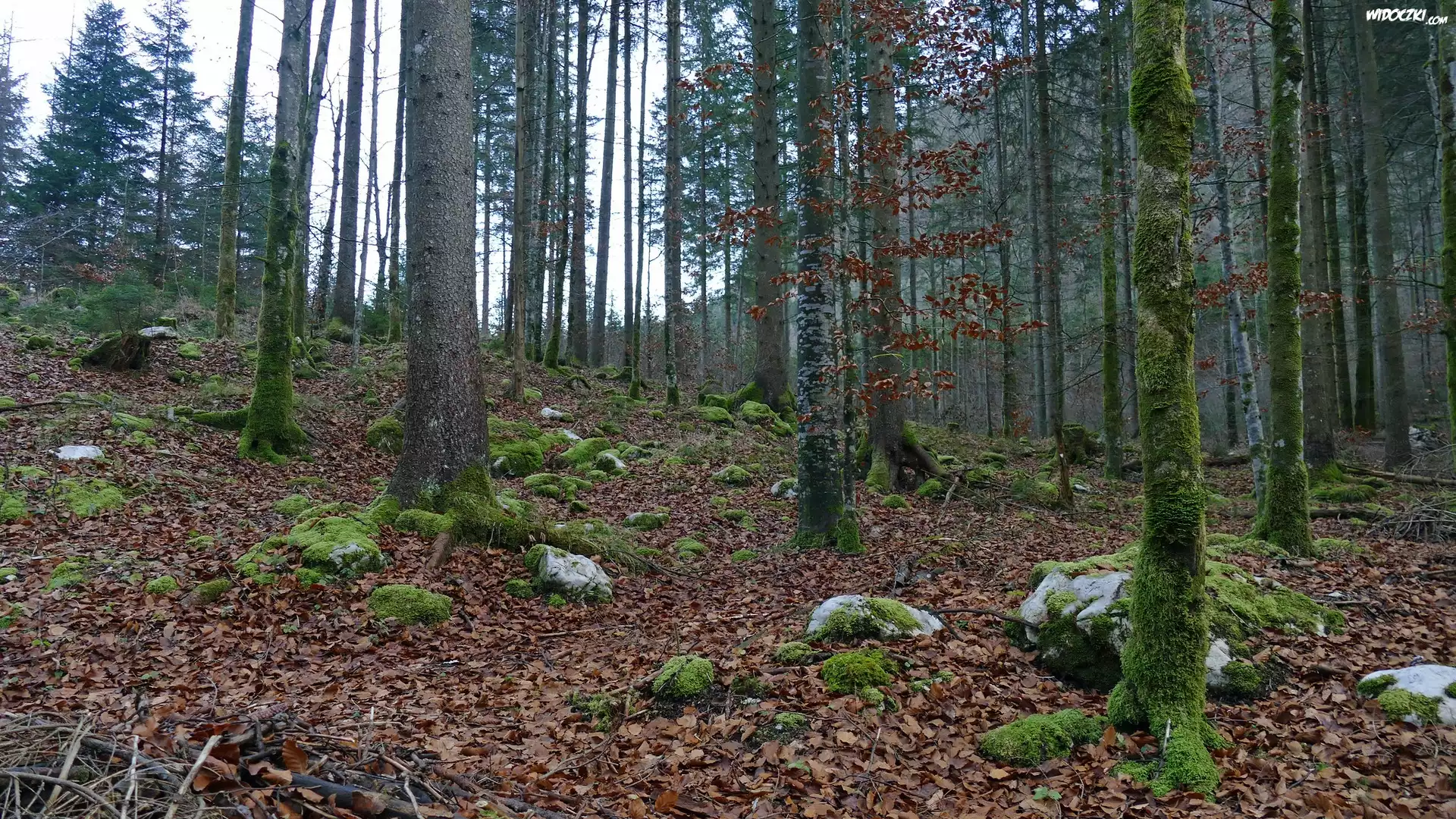 Las, Drzewa, Omszałe, Pnie, Kamienie