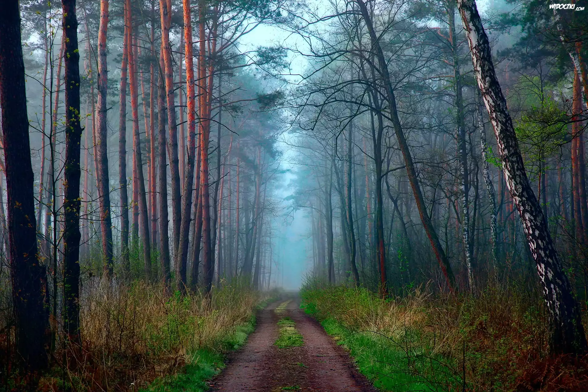 Las, Droga, Poranek, Mgła