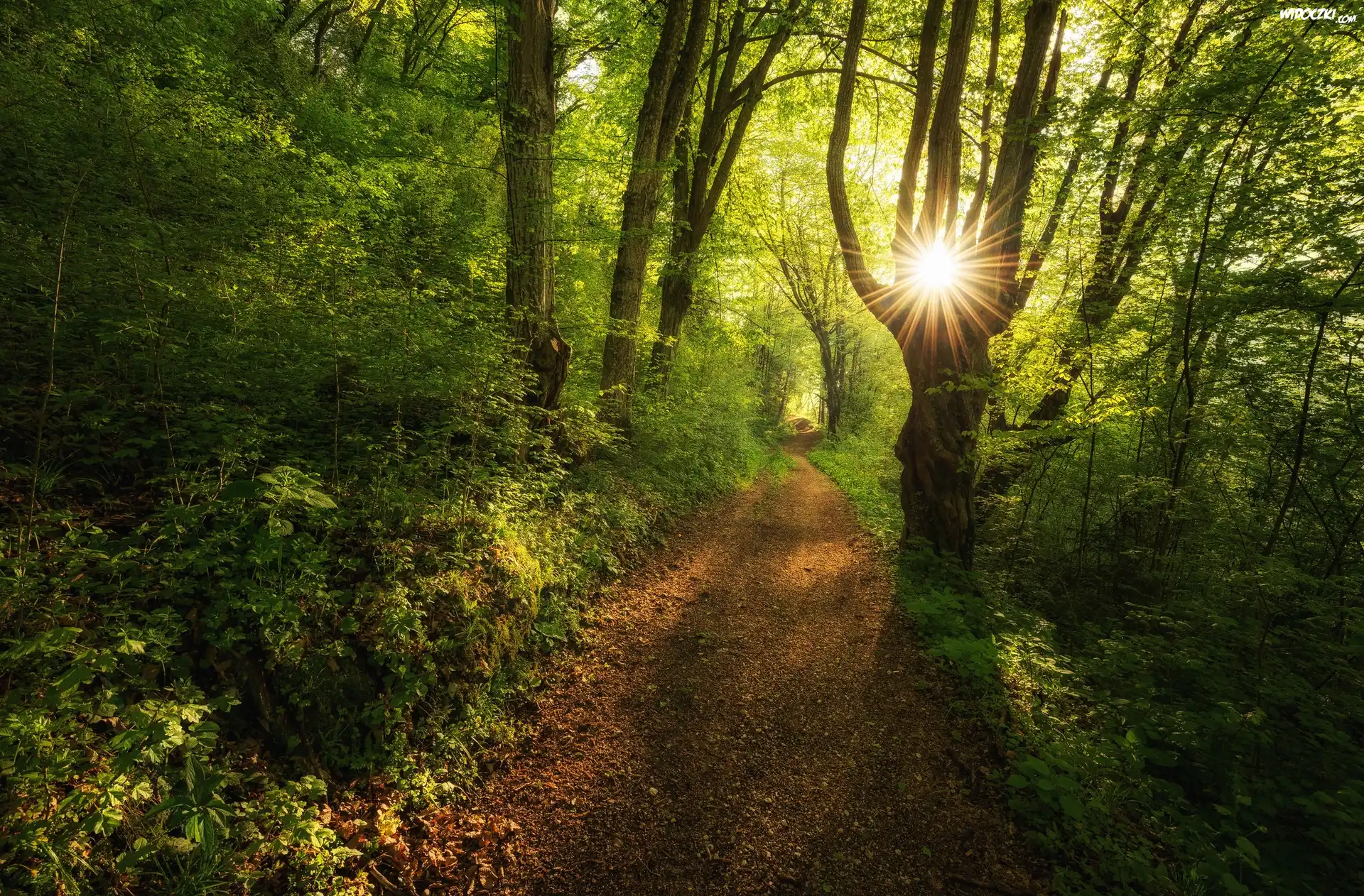 Las, Drzewa, Ścieżka, Promienie słońca