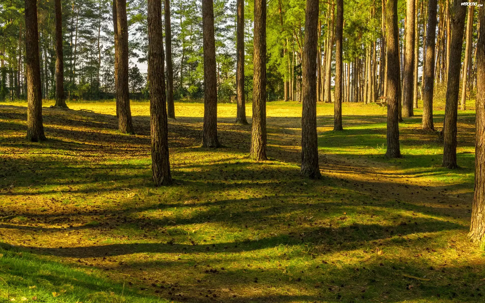 Las, Drzewa, Promienie, Słońca