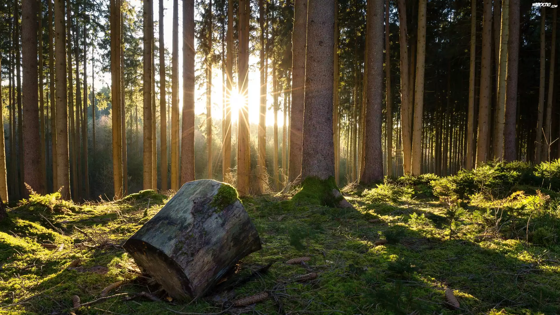 Las, Drzewa, Kłoda, Kloc, Promienie słońca