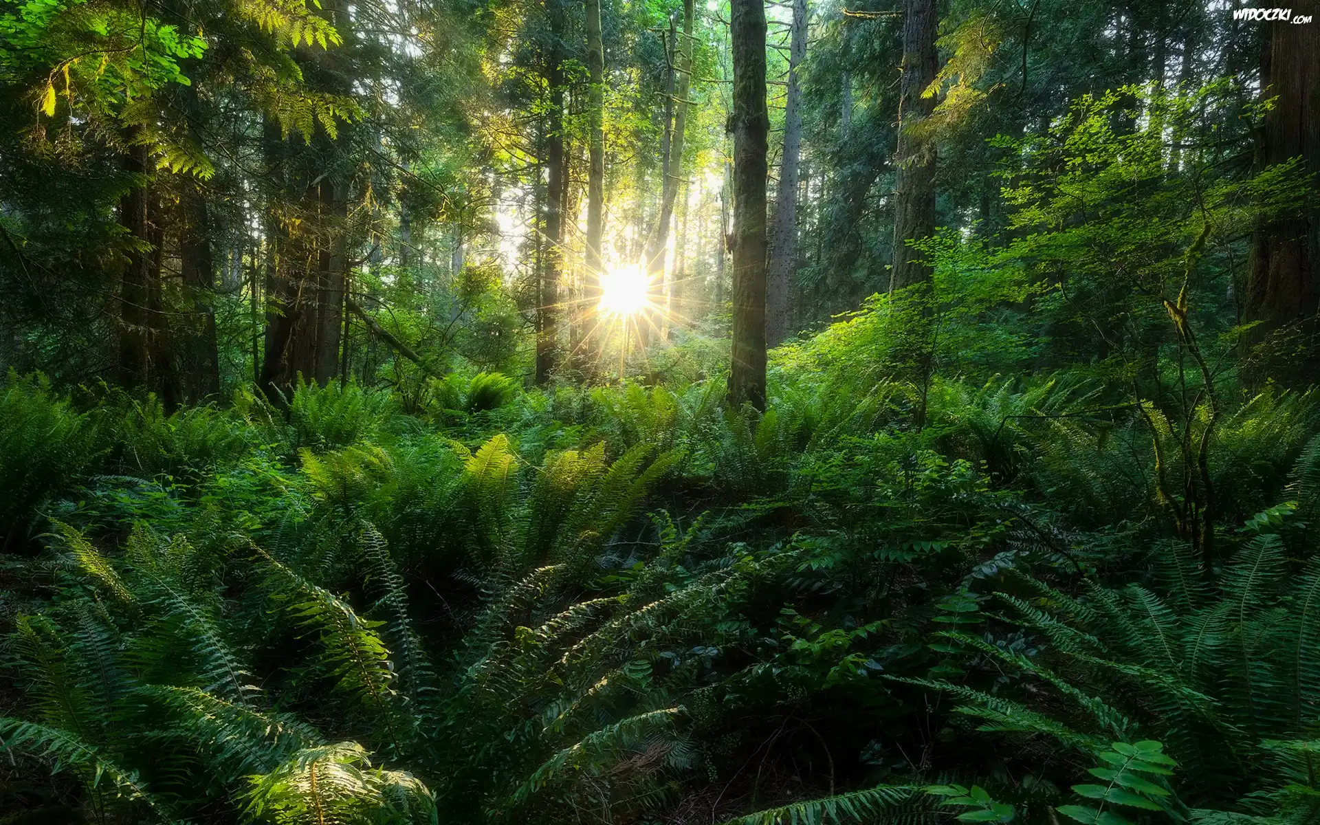 Las, Drzewa, Paprocie, Drzewa, Promienie słońca