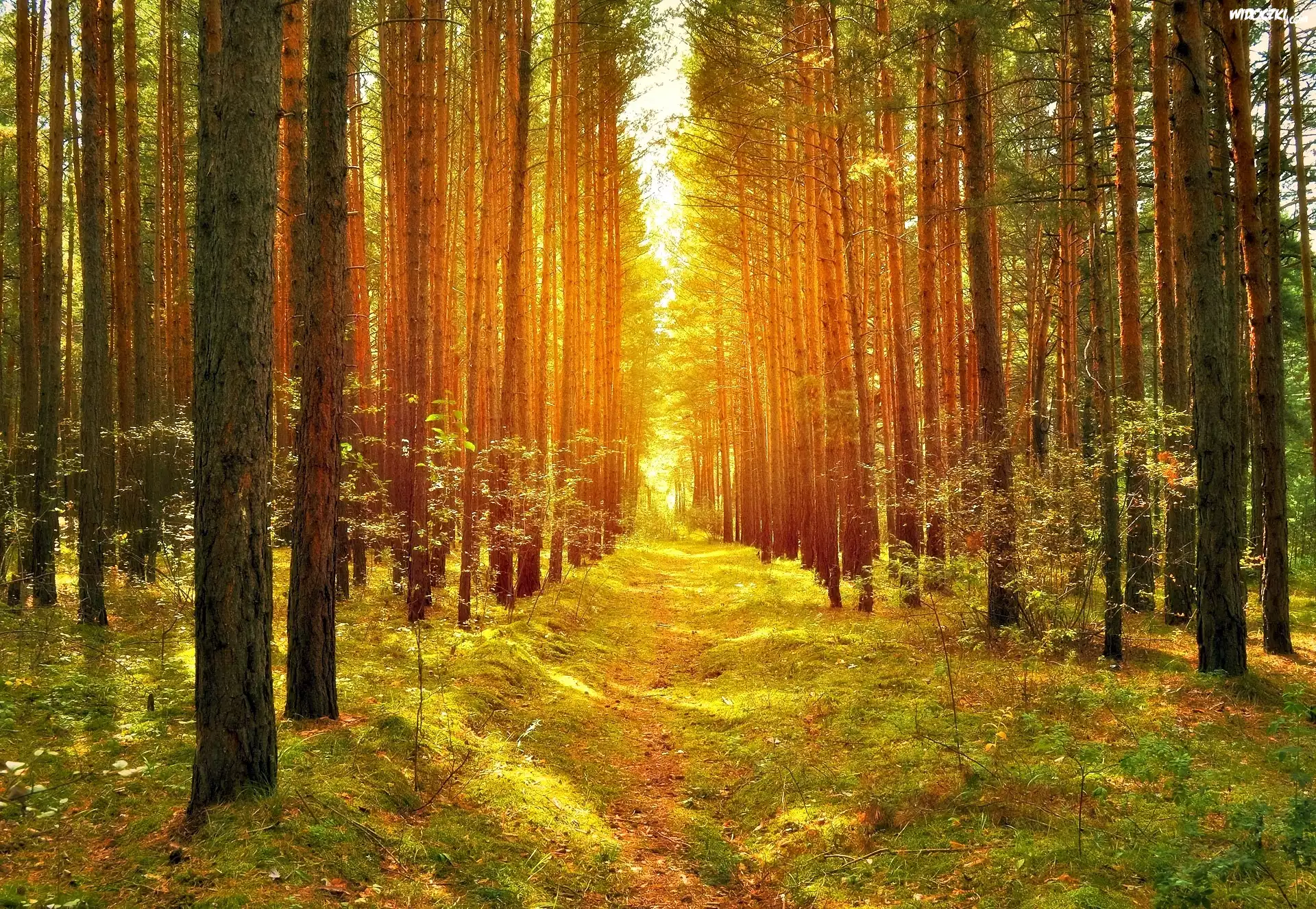 Las, Ścieżka, Przebijające Światło