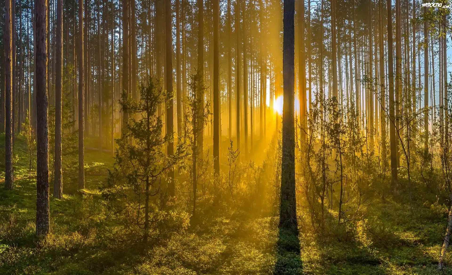 Las, Drzewa, Przebijające światło