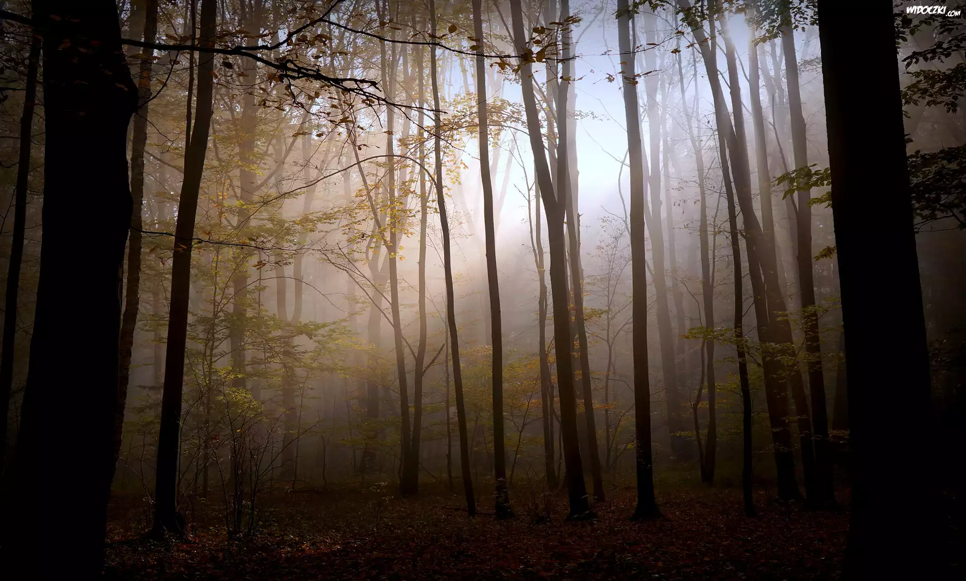 Las, Mgła, Przebijające Światło