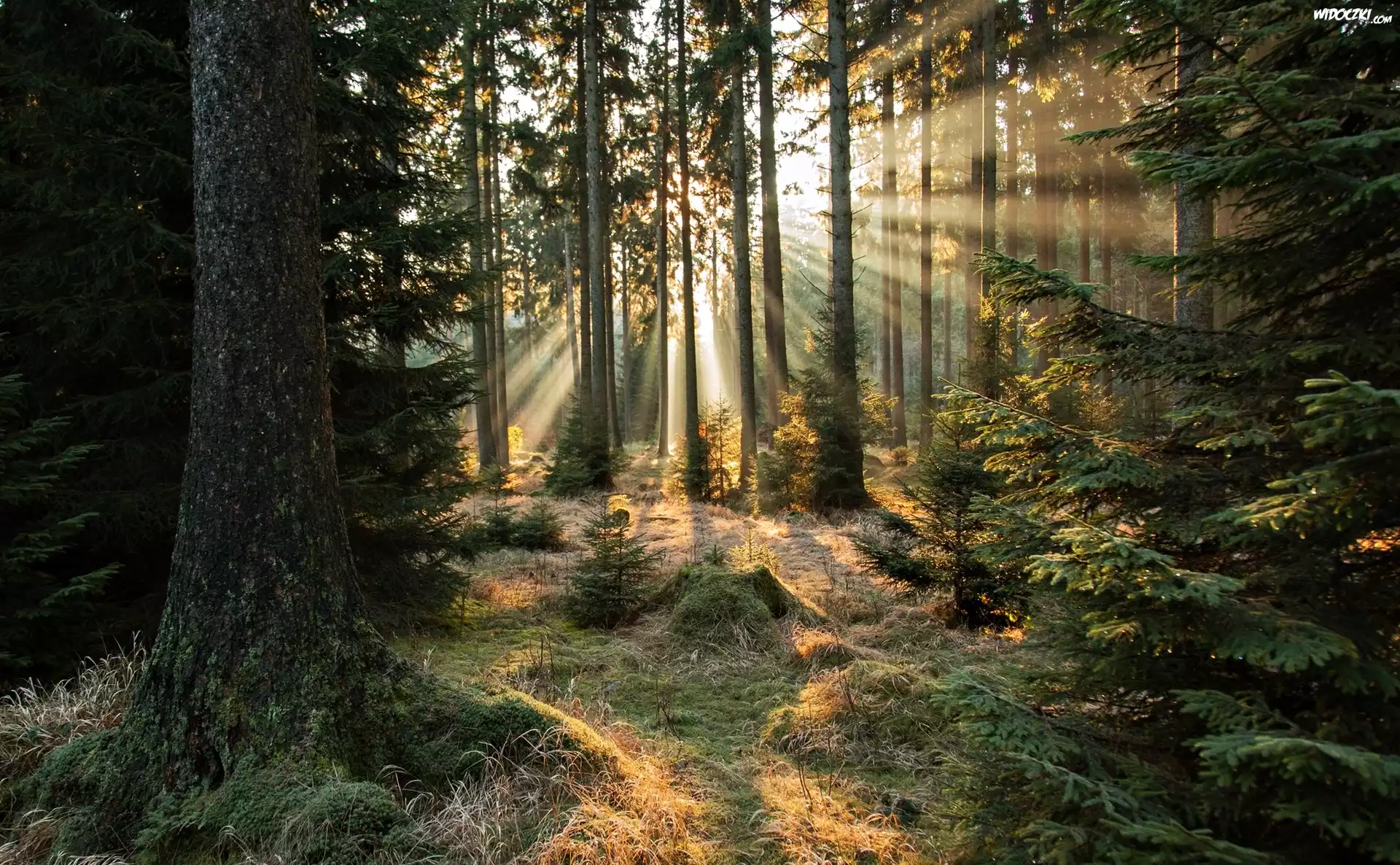 Las, Poranek, Promienie słońca, Przebijające Światło