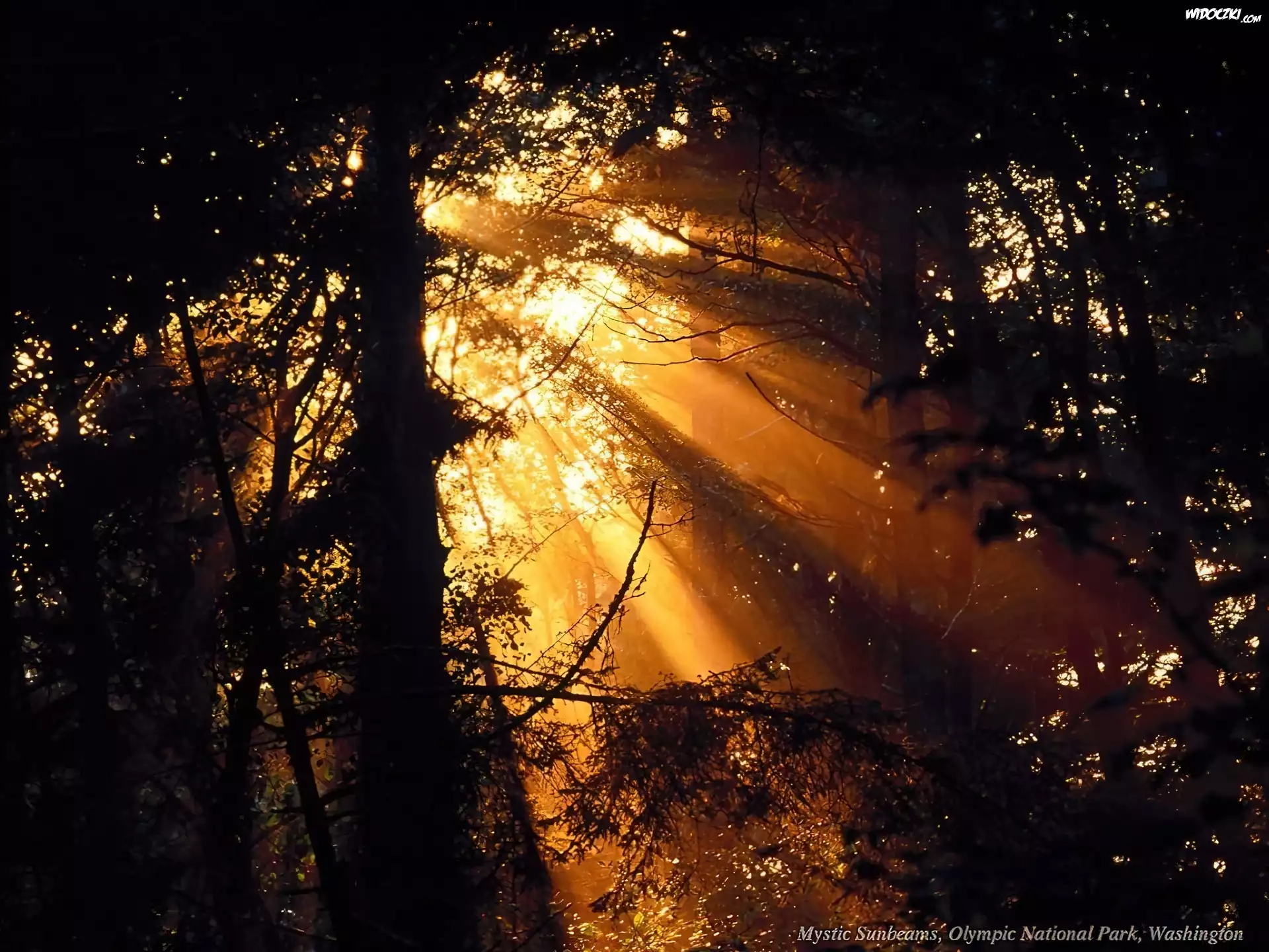Las, Przenikające Światło