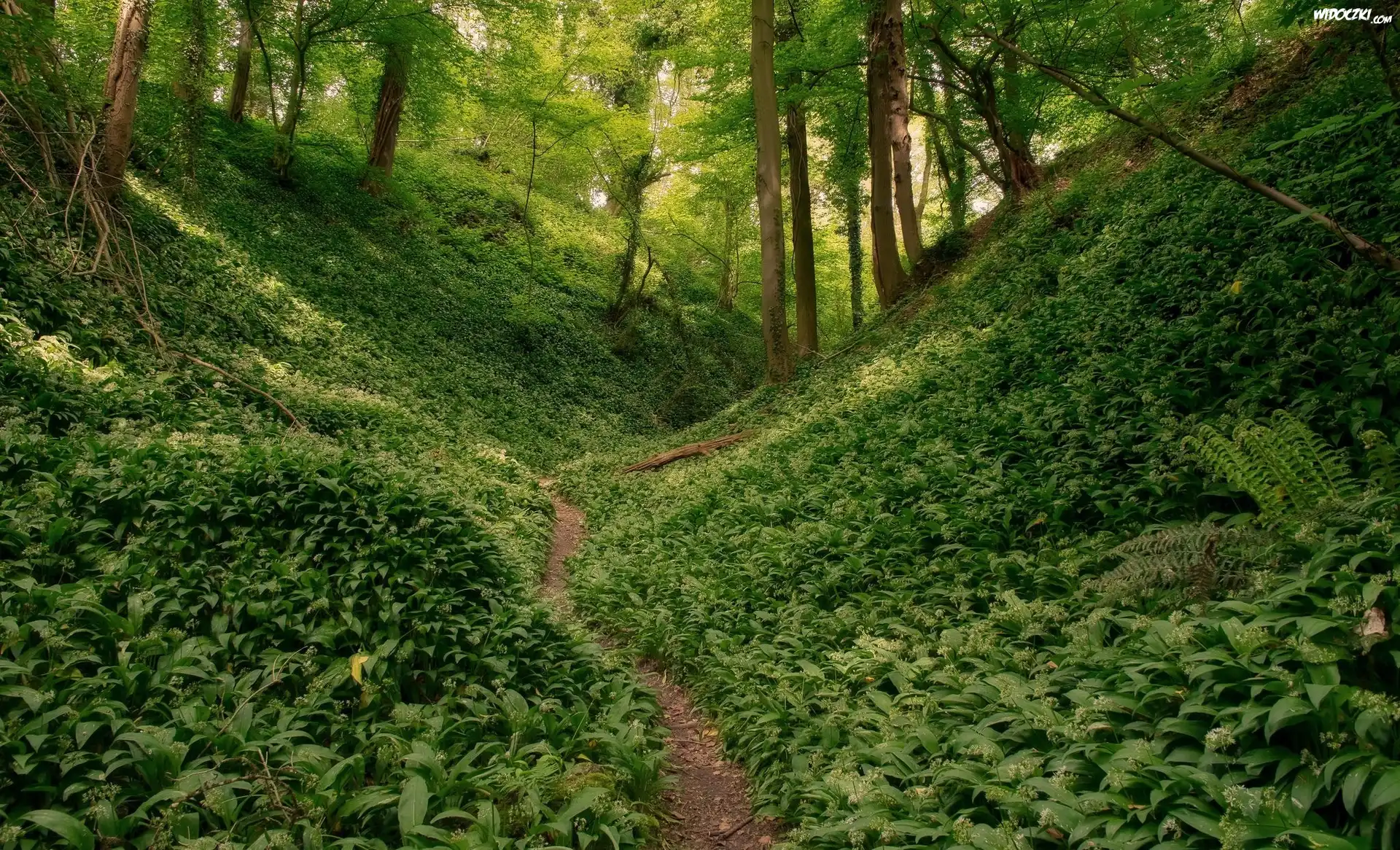 Las, Drzewa, Roślinność, Ścieżka