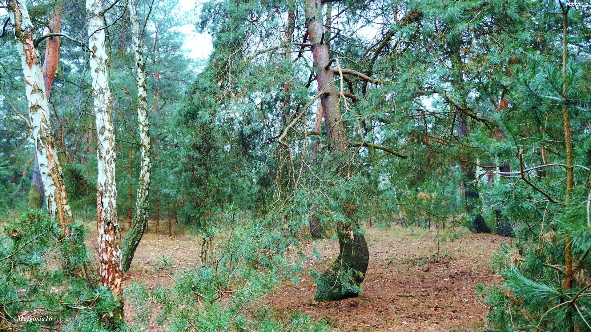 Las, Drzewa, Rośliny, Zieleń