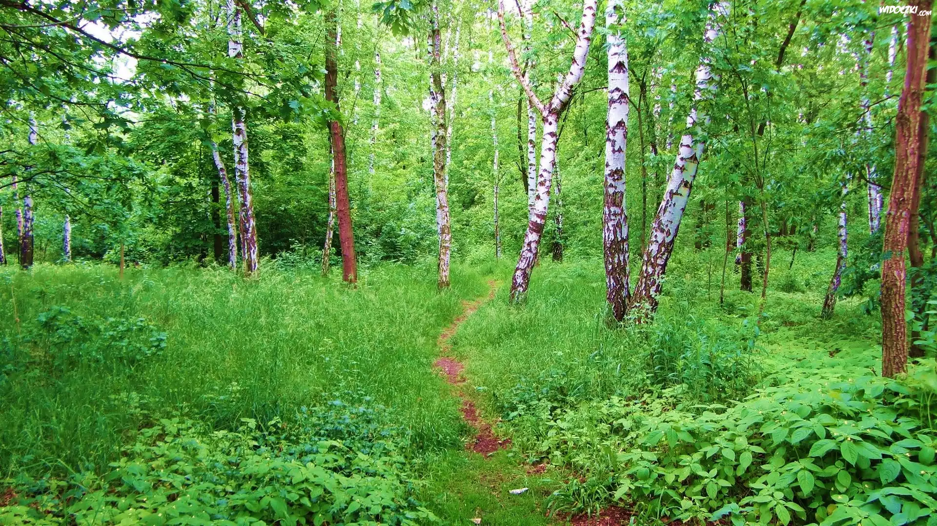 Las, Brzozy, Runo, Leśne