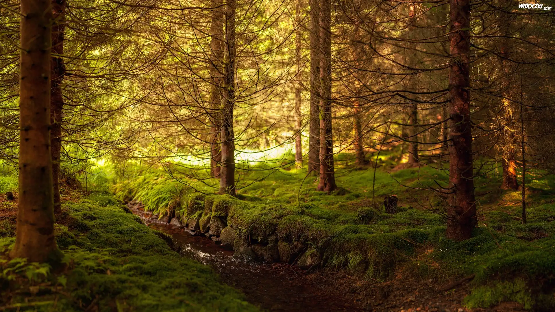 Las, Rzeczka