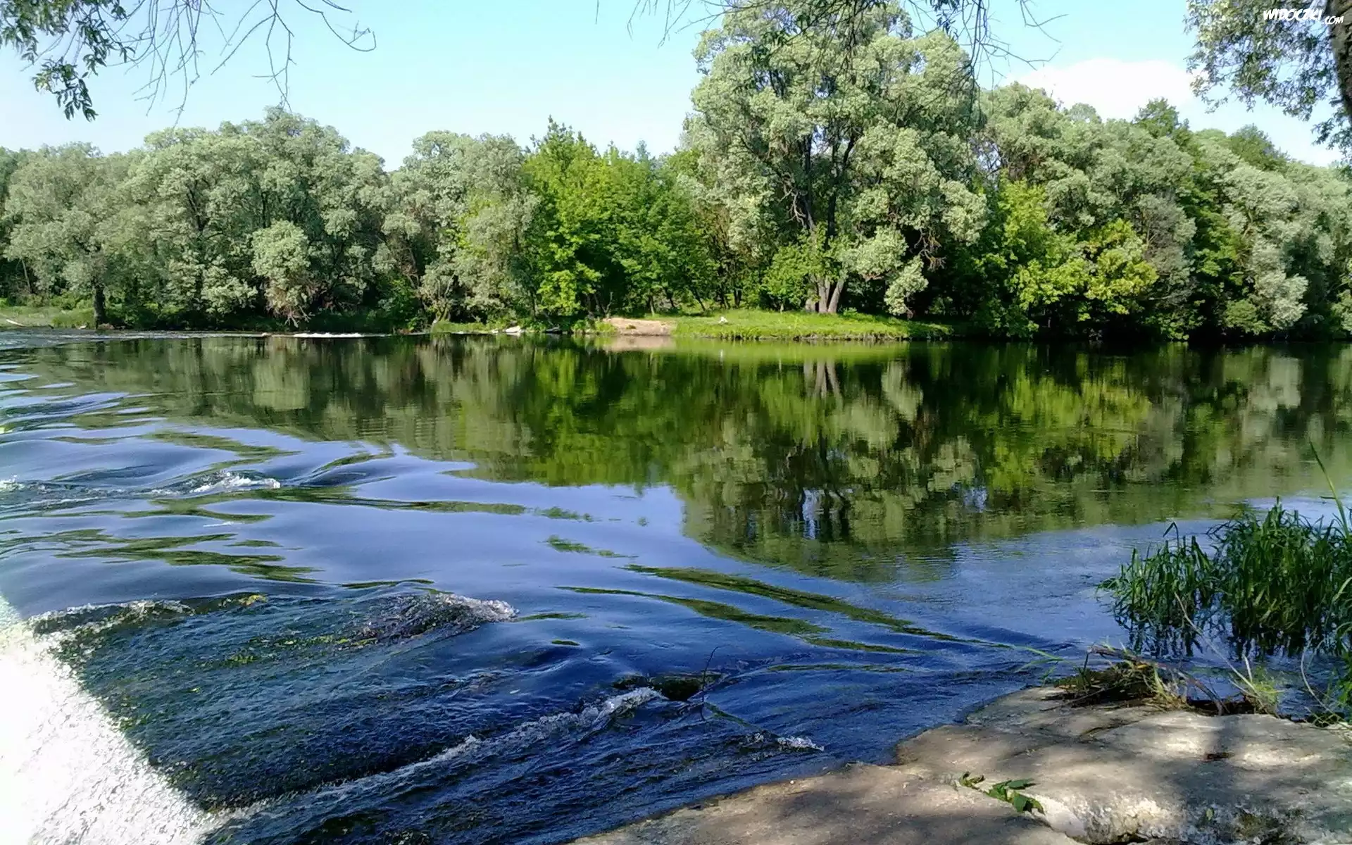 Rzeka, Las, Drzewa