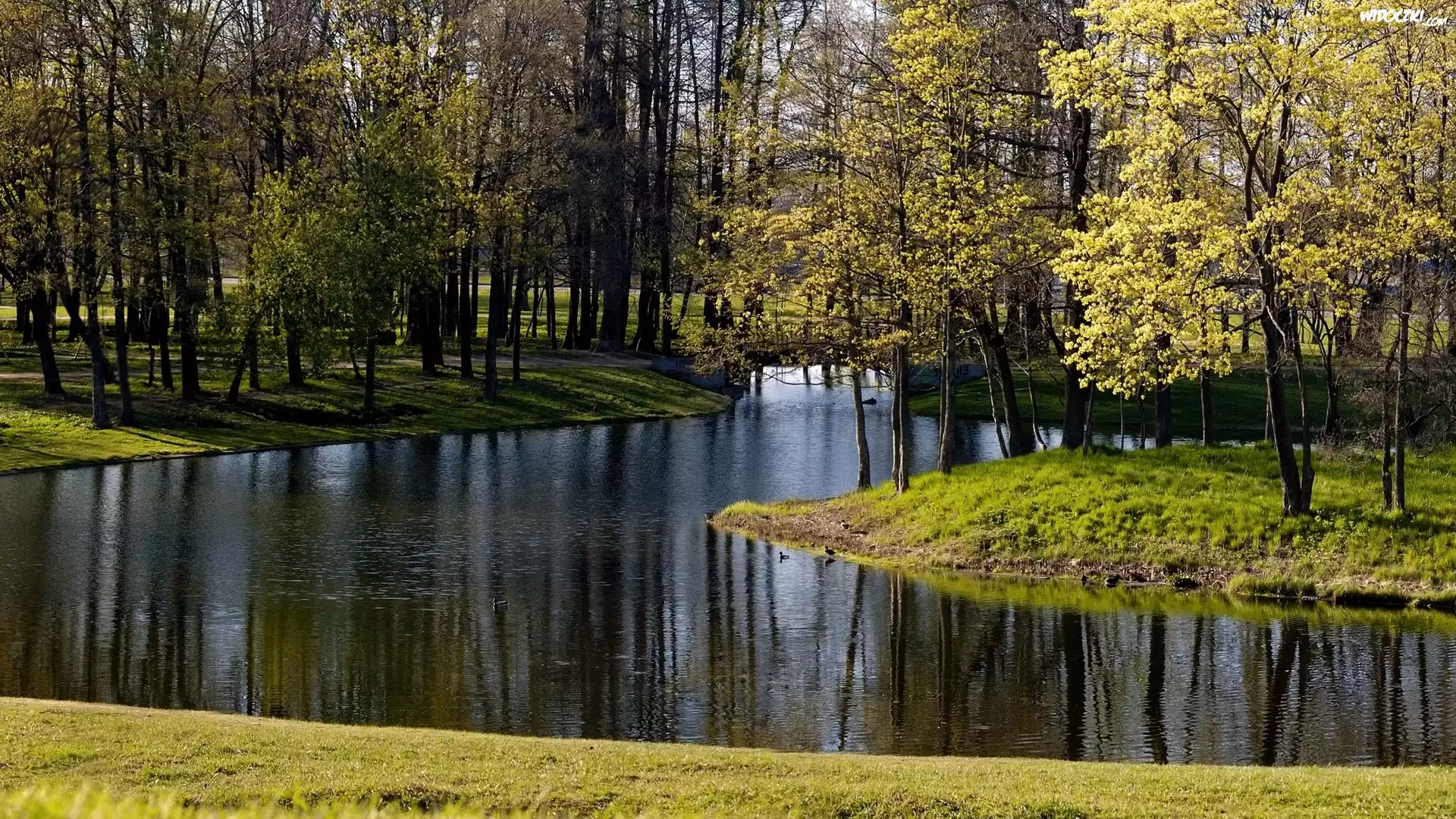 Rzeka, Las, Wiosna