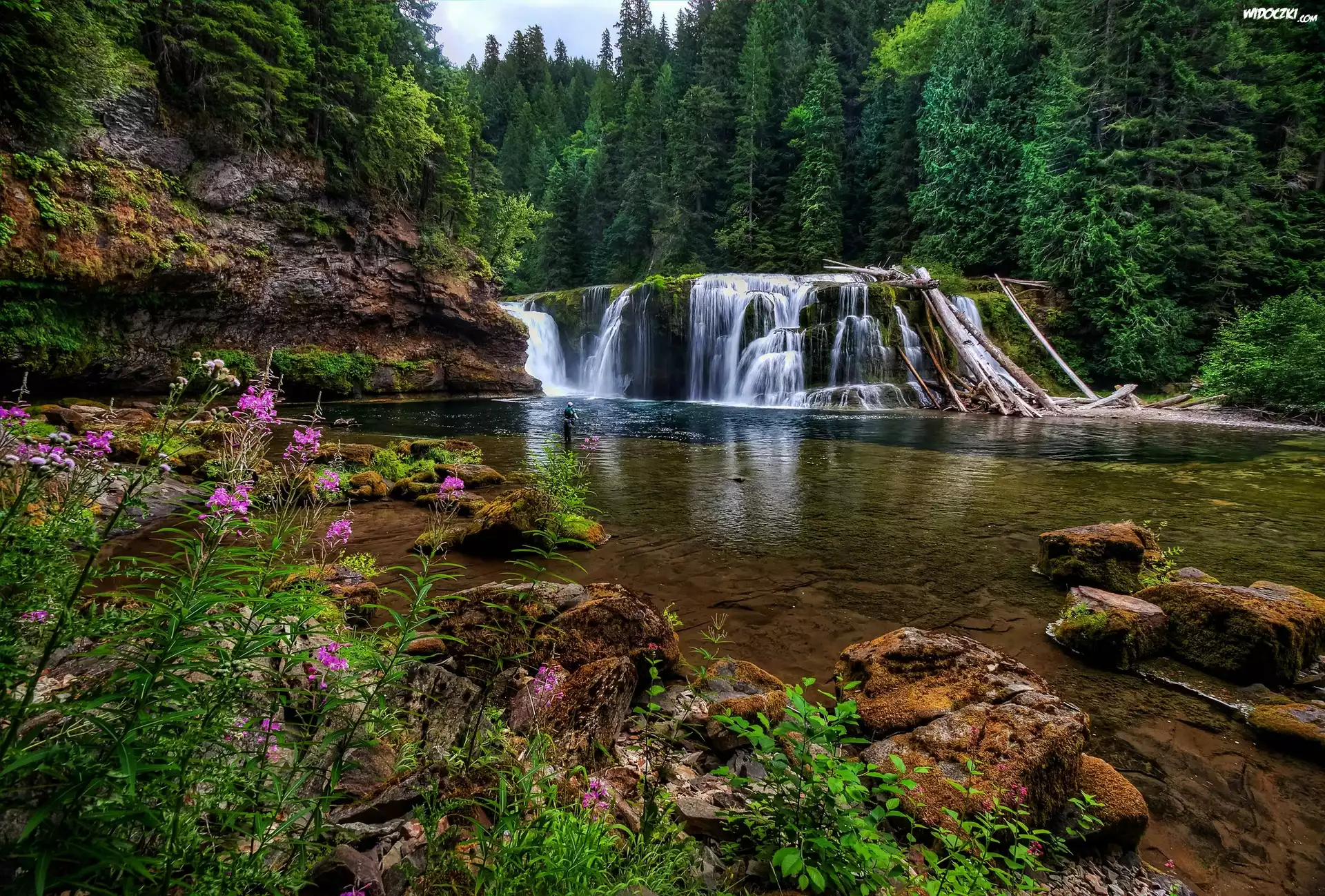 Rzeka, Wodospad Lower Lewis River Falls, Skały, Las, Drzewa, Osada Cougar, Stan Waszyngton, Stany Zjednoczone