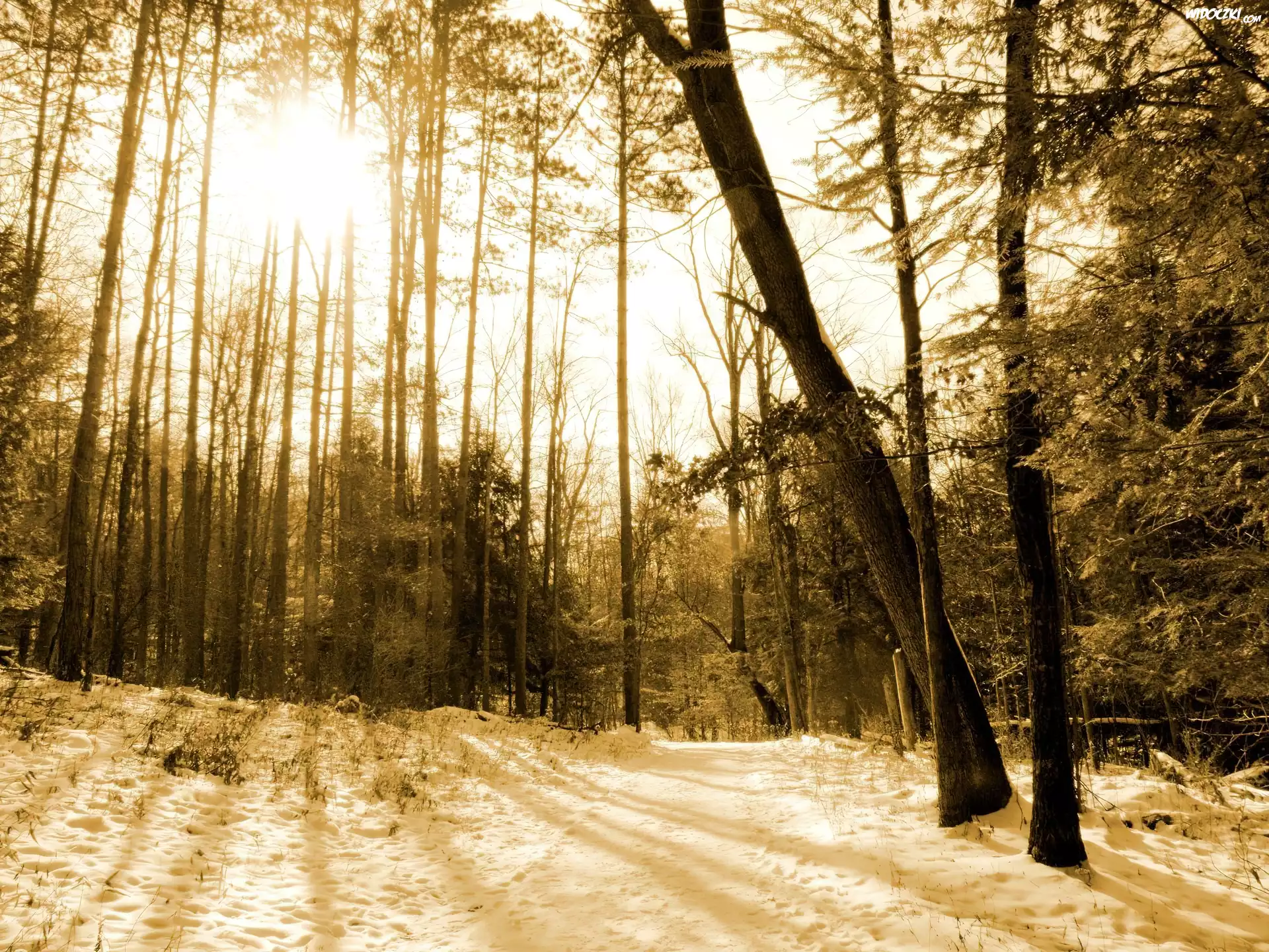 Las, Sepia