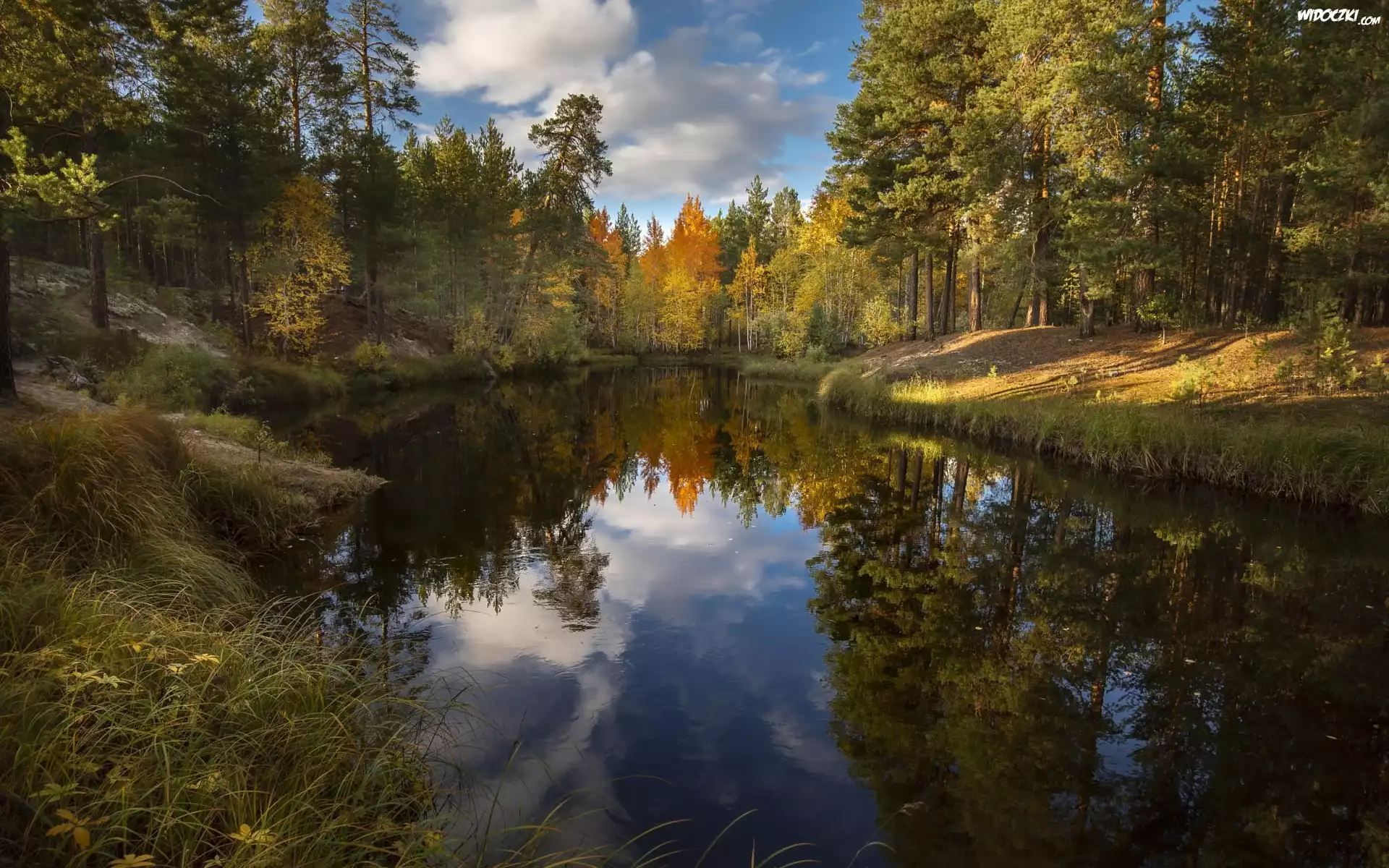 Las, Rzeka, Drzewa, Odbicie, Słoneczny, Dzień