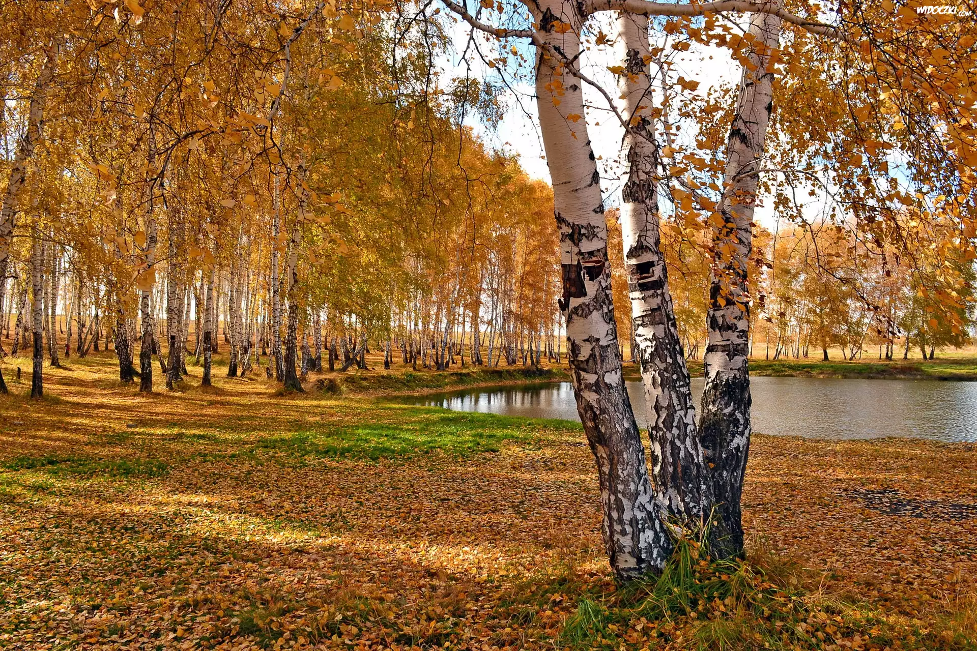 Las, Brzozowy, Liście, Staw, Jesień