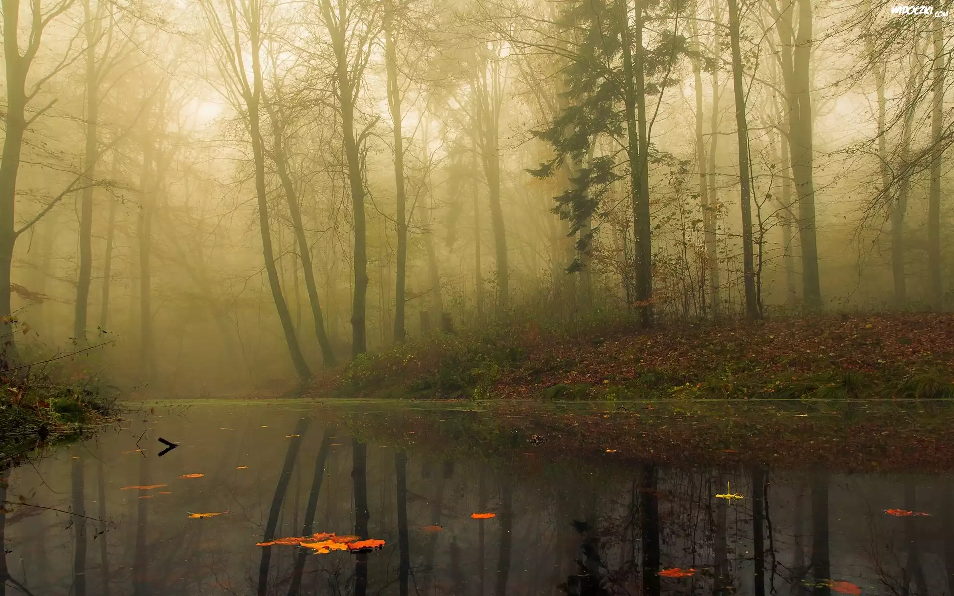 Staw, Las, Mgła