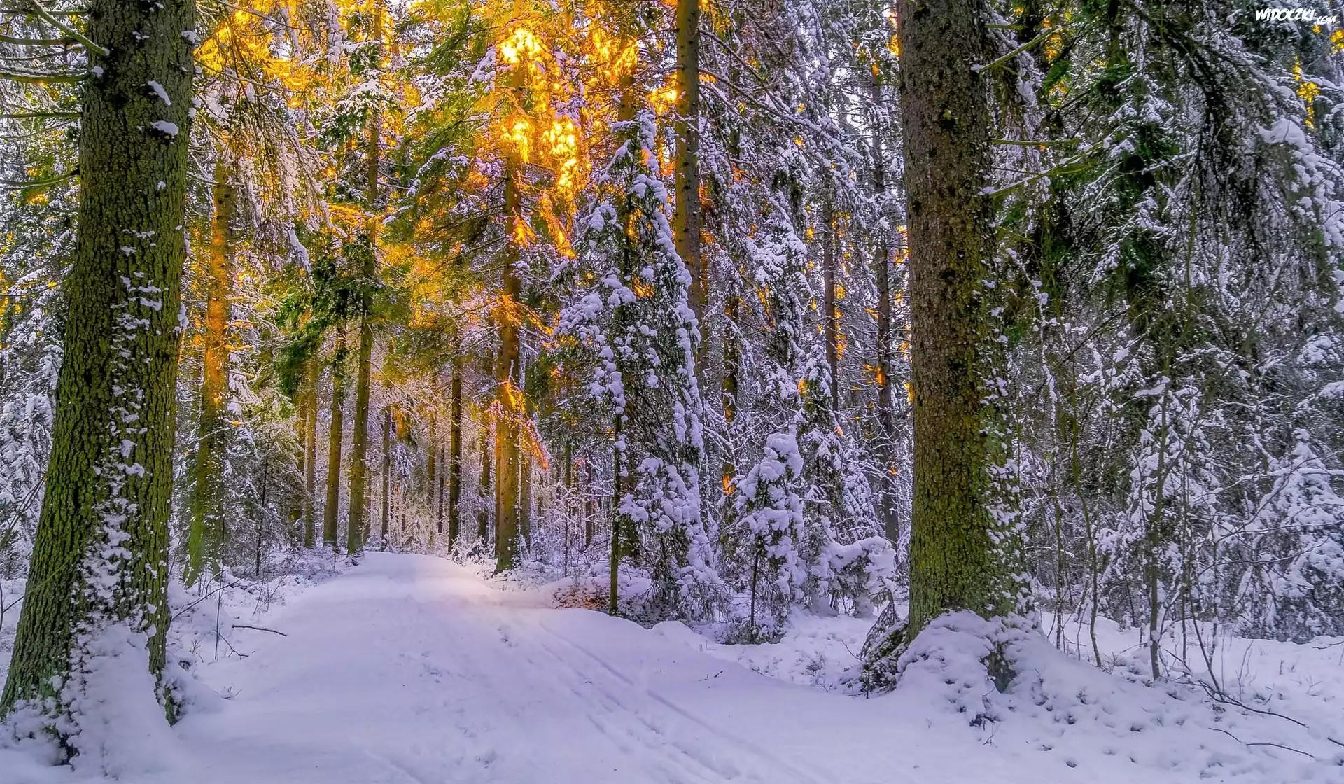 Las, Ośnieżone, Drzewa, Przebijające światło, Zima