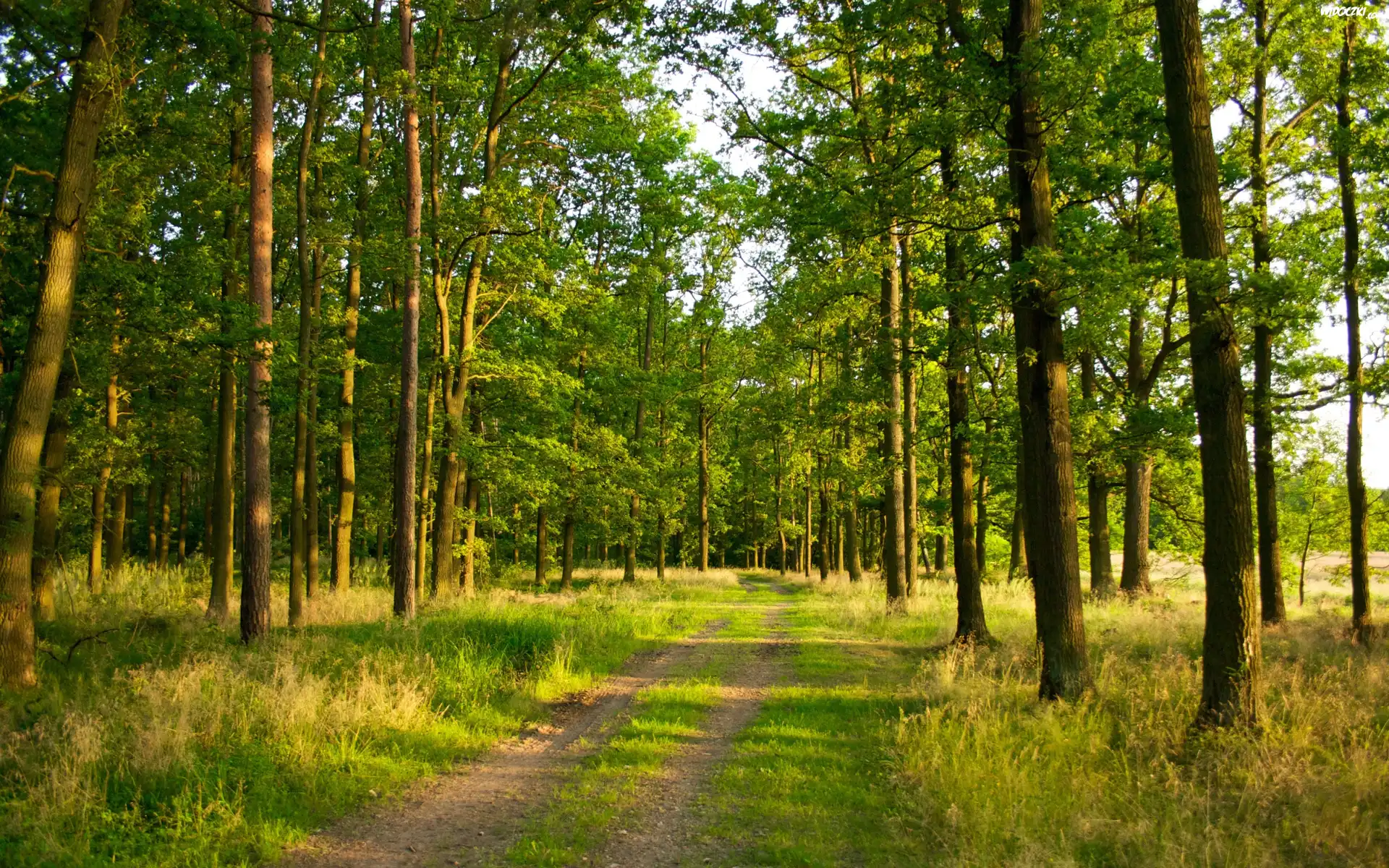 Las, Drzewa, Trawa, Ścieżka