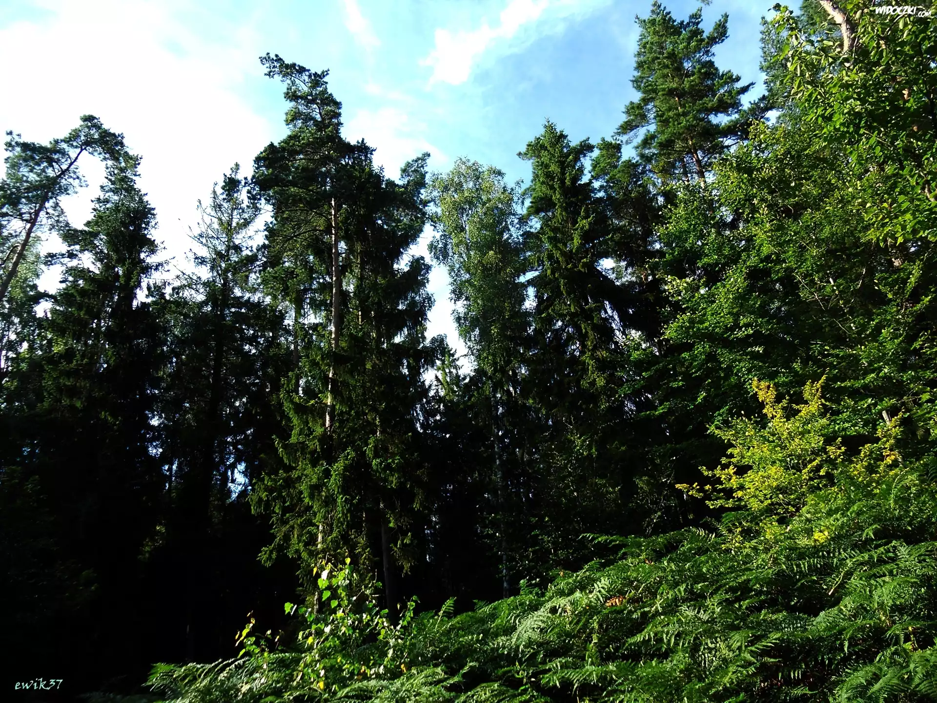 Las, Olbrzymie, Drzewa, Turkusowe, Niebo