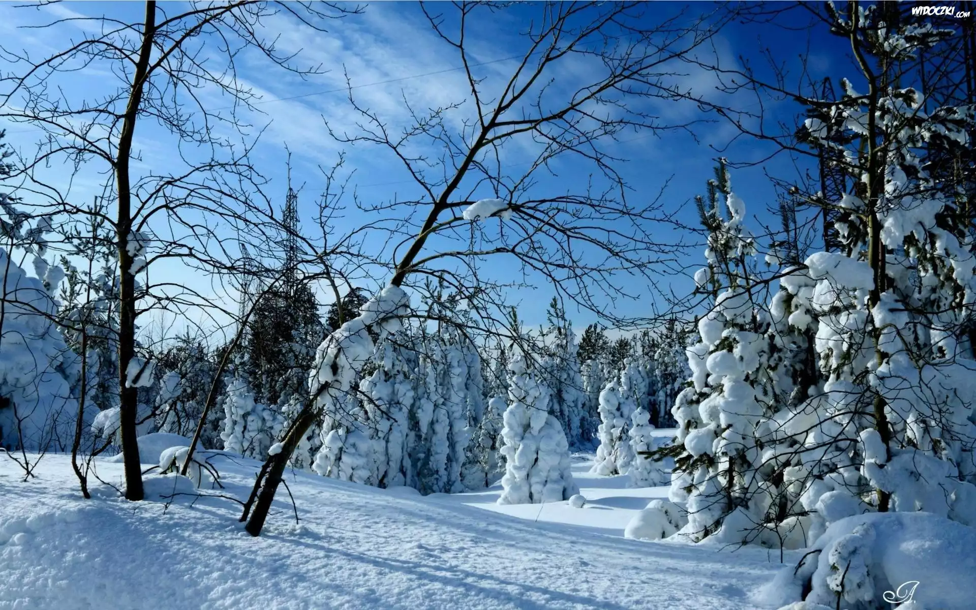 Las, Drzewa, Åšwiatlo, Zima