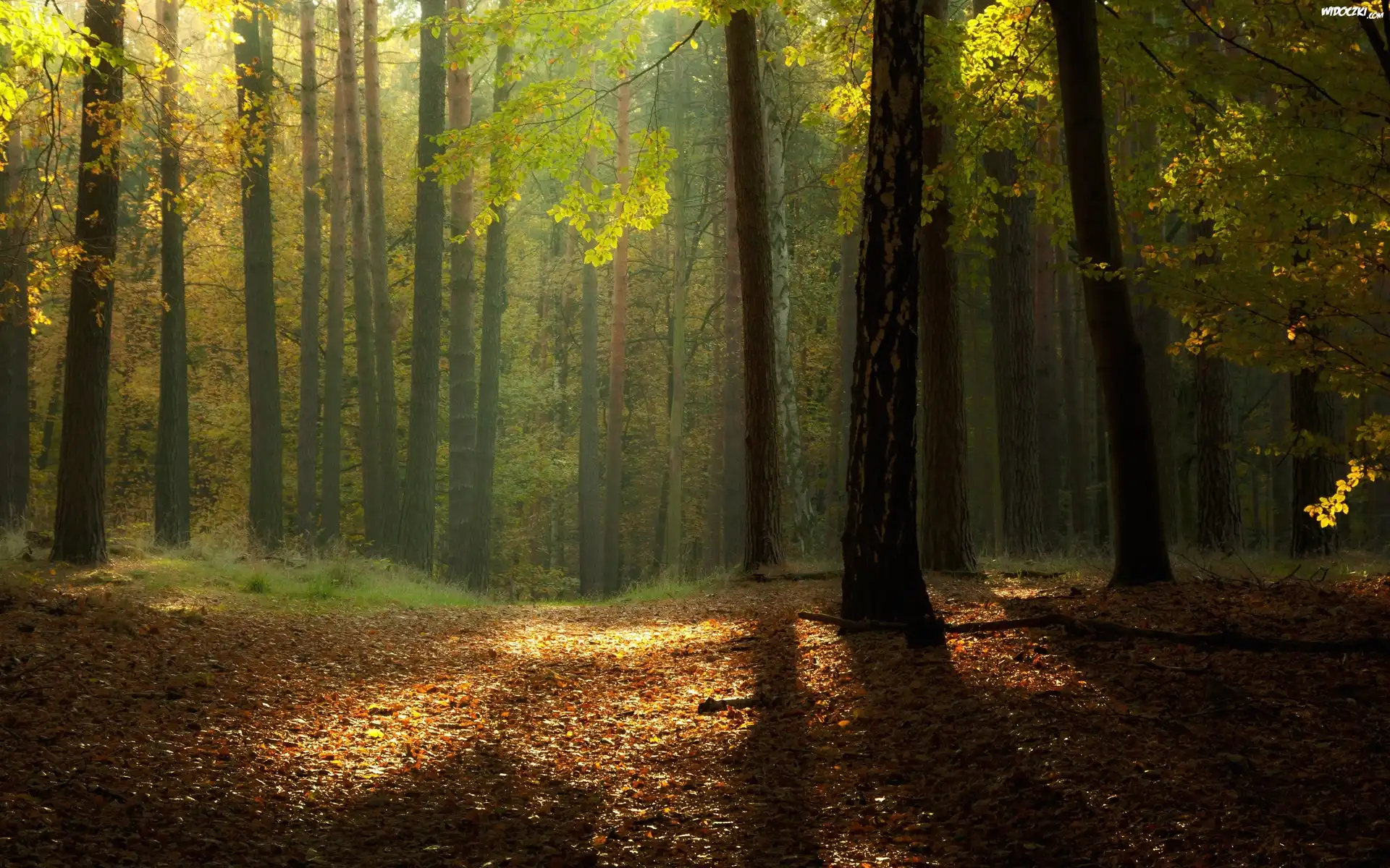Las, Liście, Przebijające, Światło, Jesień