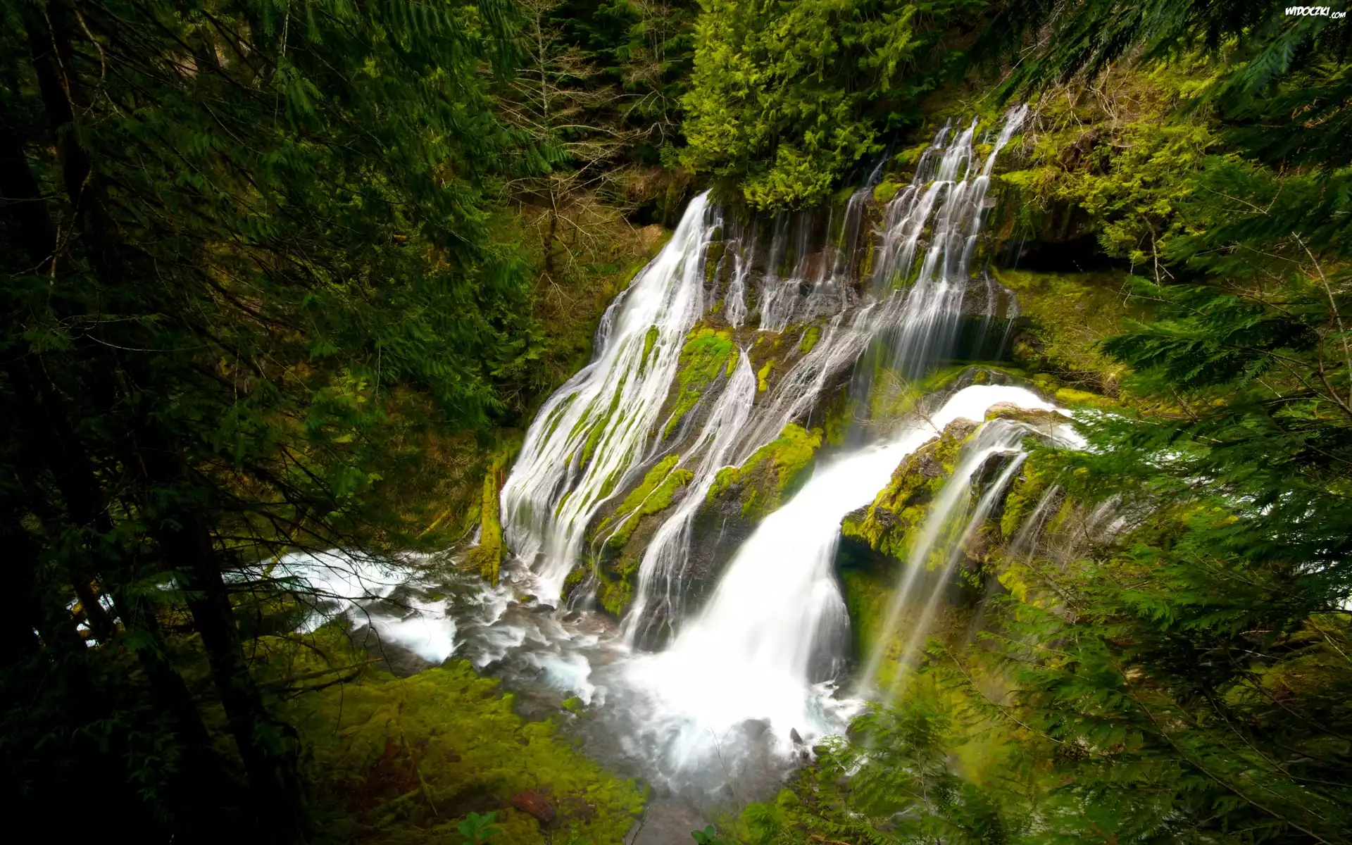 Wodospad Panther Creek Falls, Stan Waszyngton, Stany Zjednoczone Las, Drzewa