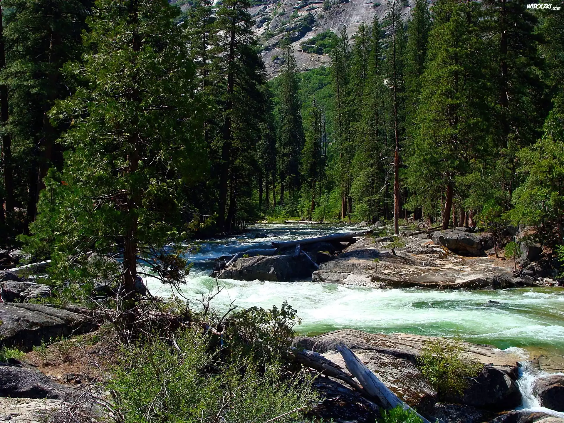 Las, Rzeka, Park Narodowy Yosemite, Kalifornia