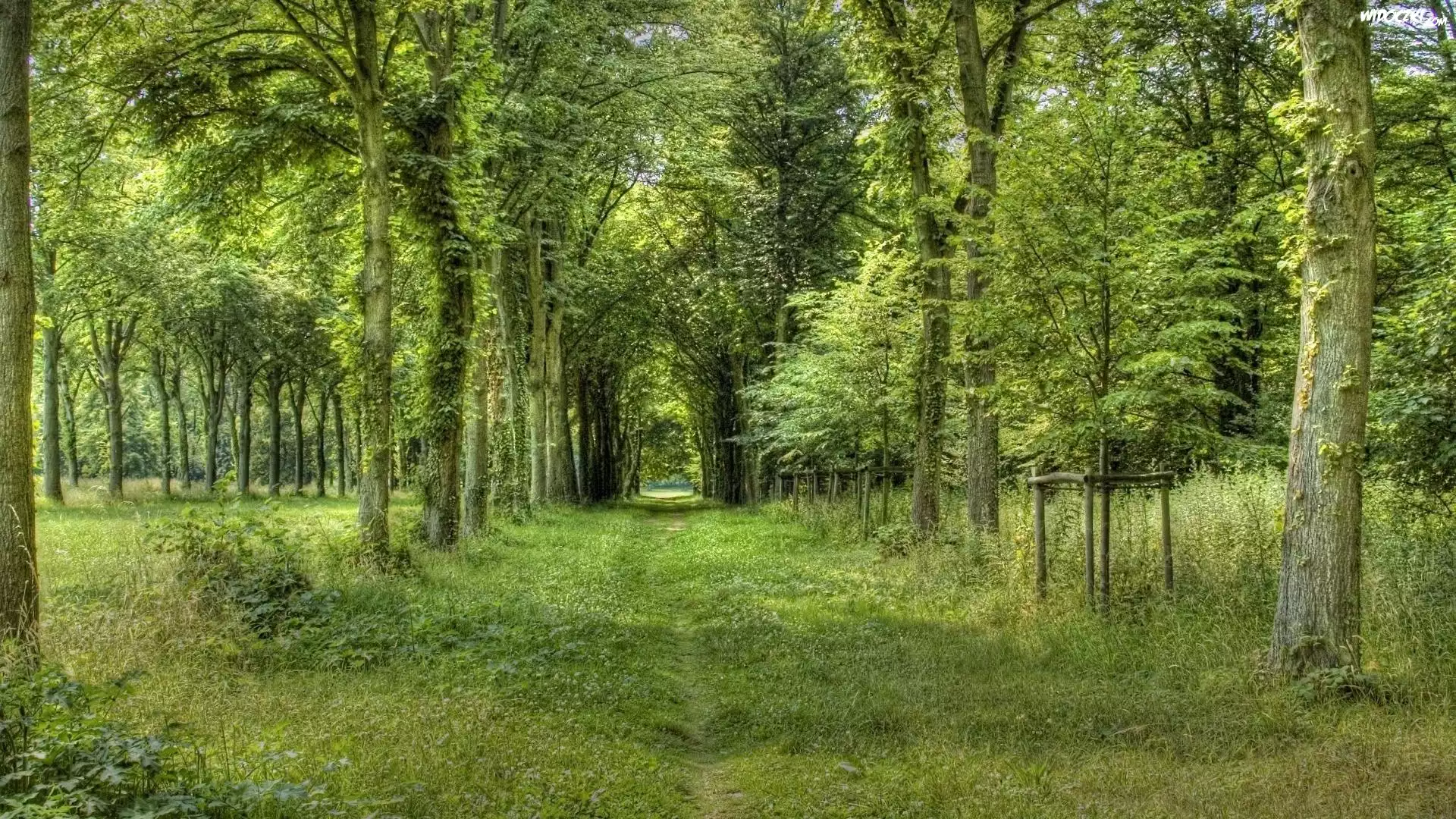 Las, Drzewa, Zarośnięta, Dróżka