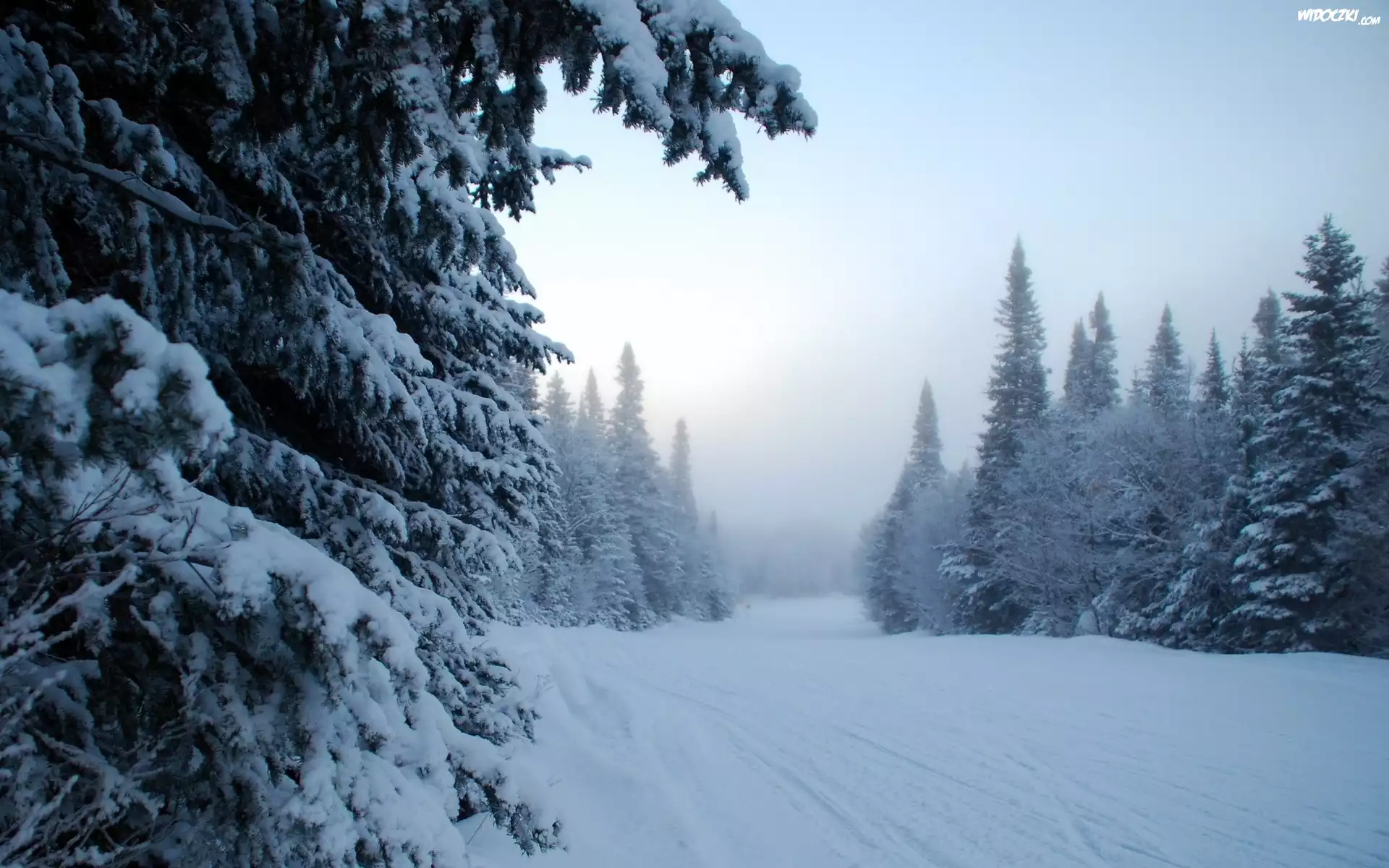Las, Śnieg, Zaspy, Mróz