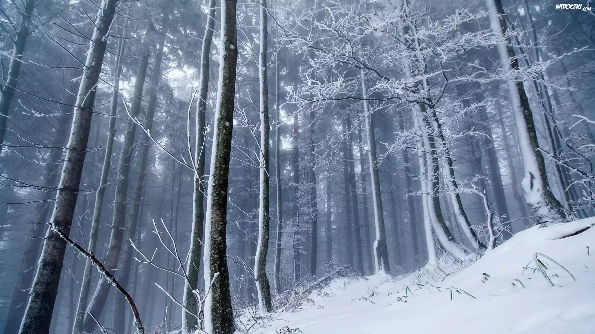 Zima, Las, Mgła
