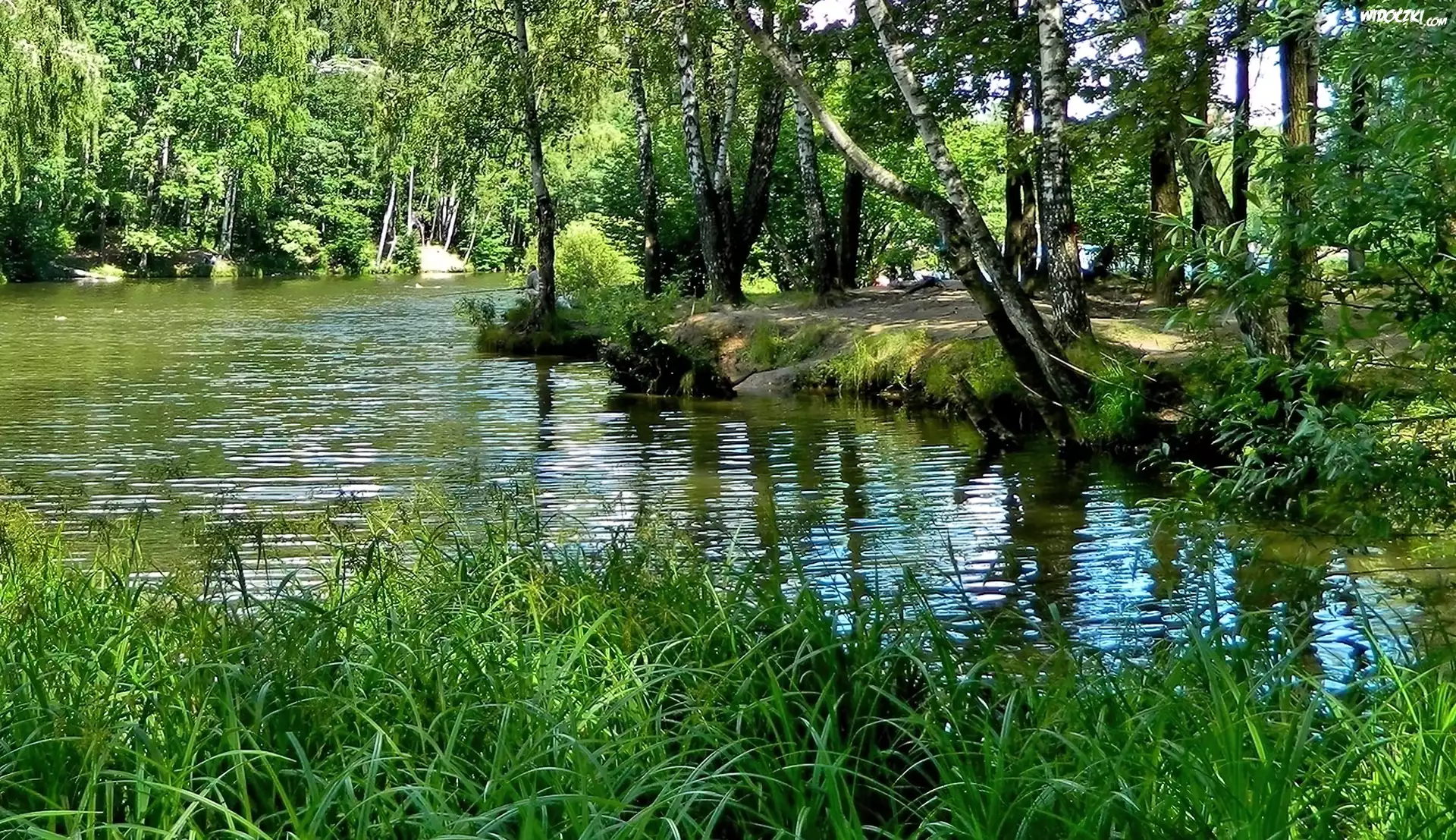 Lasek, Rzeka, Trawa, Drzewa