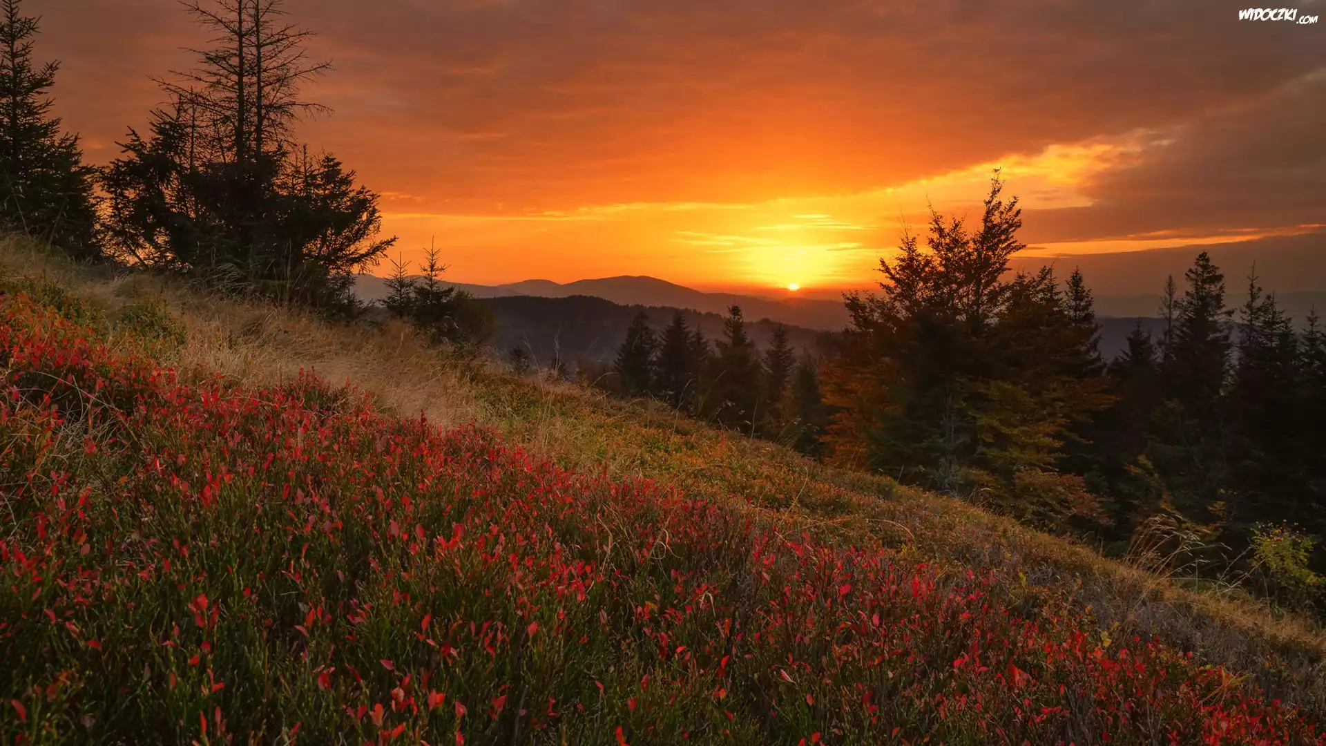 Góry, Lasy, Drzewa, Roślinność, Beskid Żywiecki, Polska