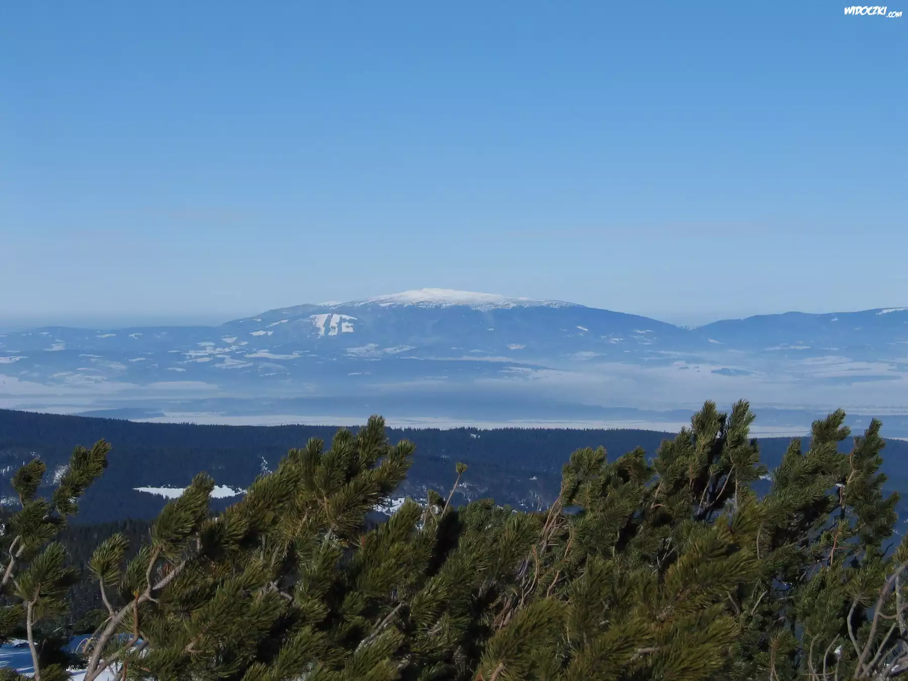 Góry, Lasy, Sosna