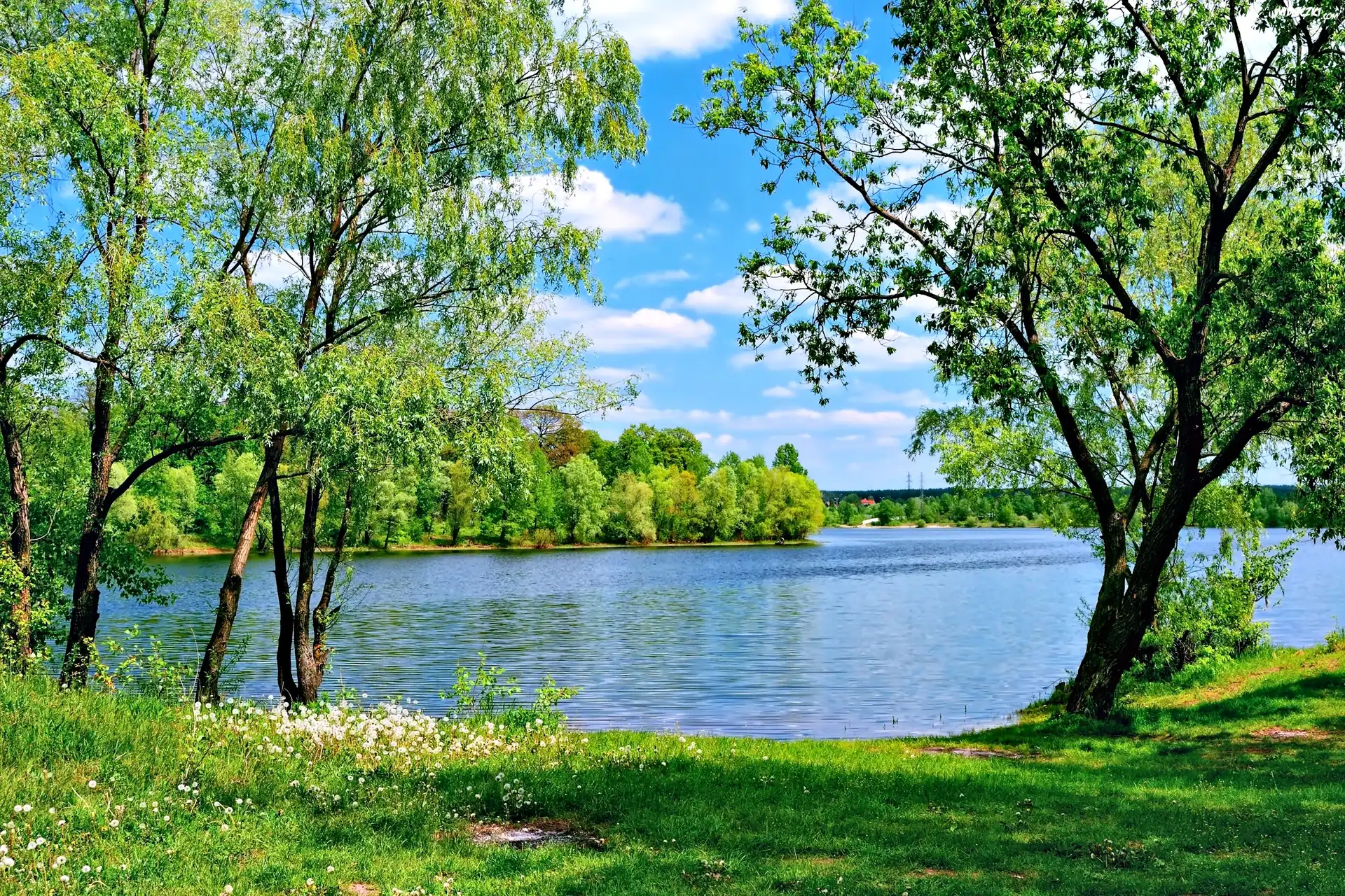 Lato, Jezioro, Drzewa, Trawa