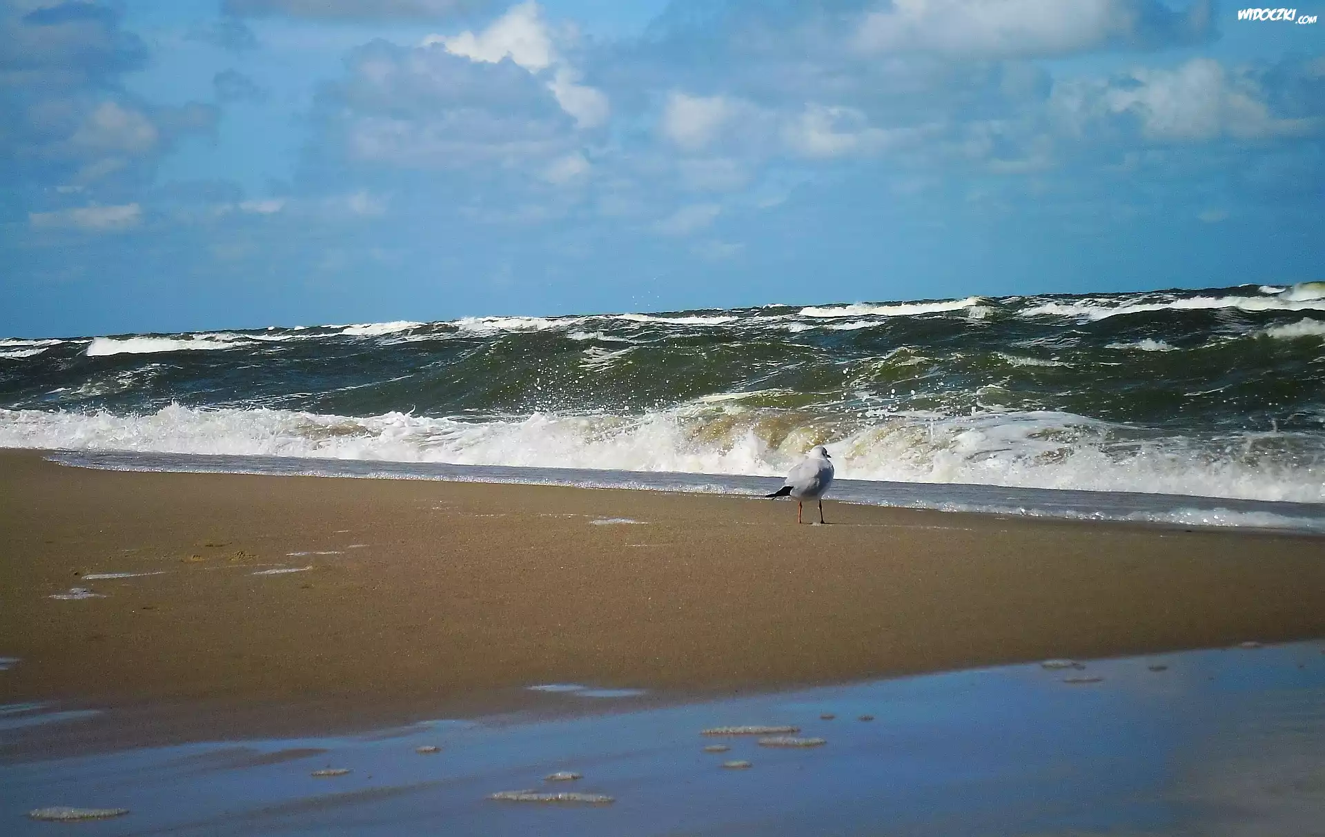 Lato, Morze, Plaża, Mewa, Fale