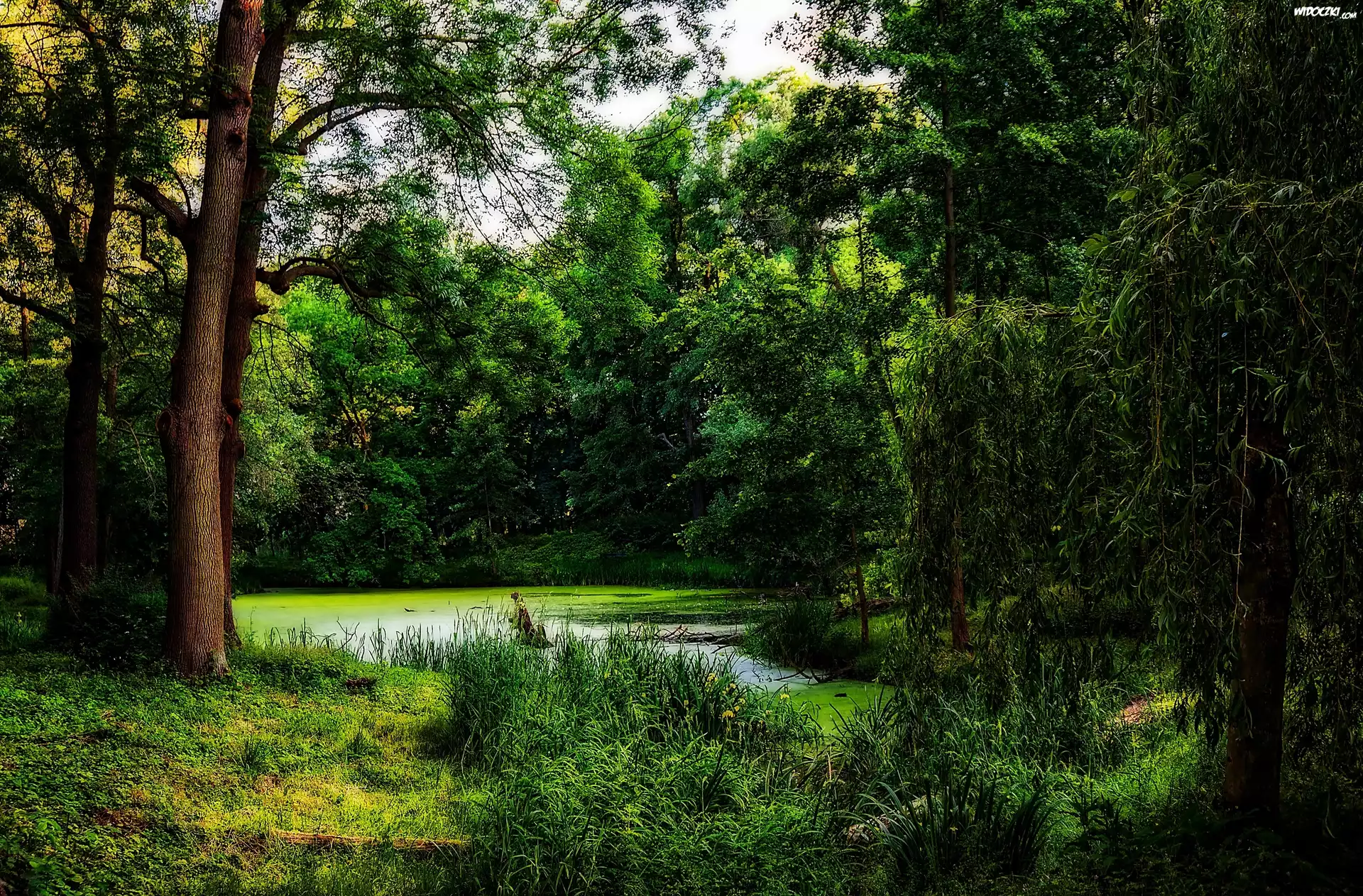 Lato, Las, Park, Staw