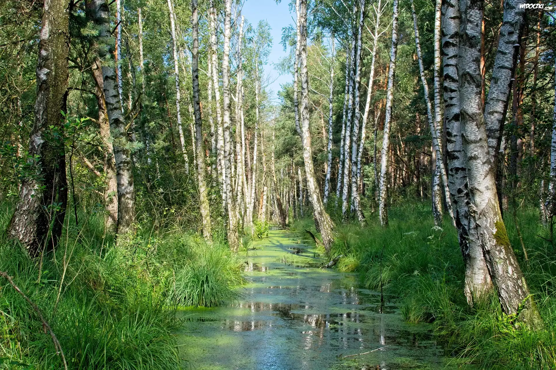 Lato, Las, Brzozy, Staw, Rośliny