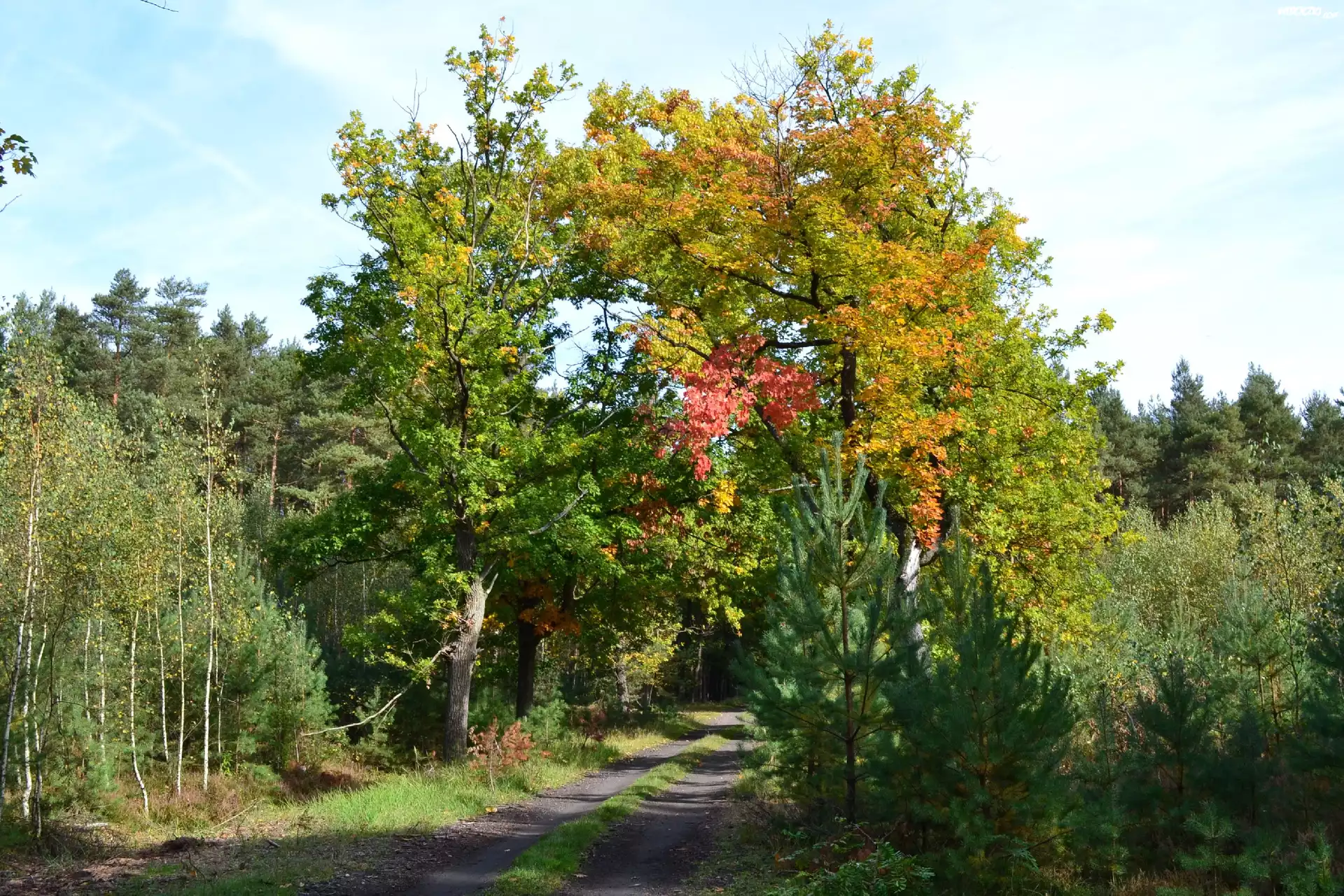 Leśna, Droga, Kolorowe, Jesienne, Dęby
