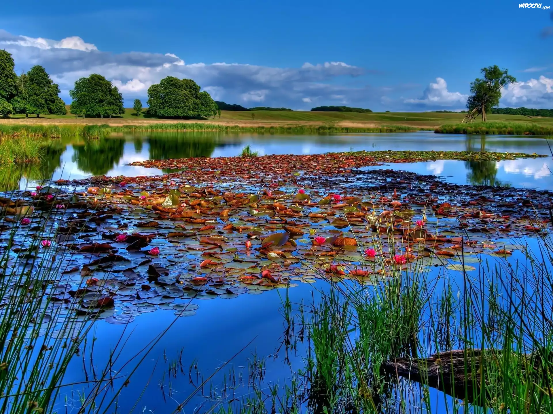 Jezioro, Lilie, Szuwary